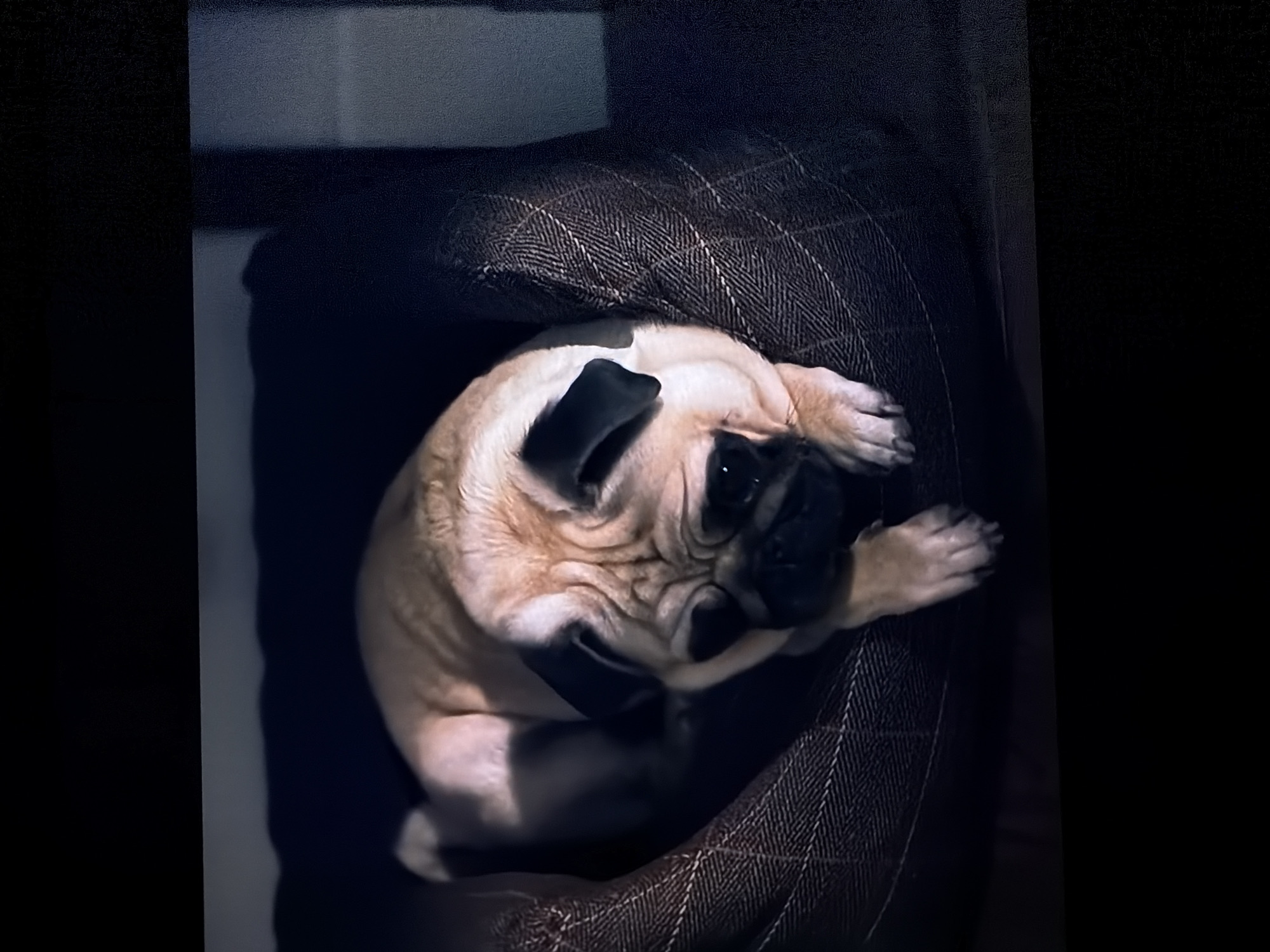 An overhead shot captures a fawn-colored pug dog curled up and resting comfortably in a patterned dog bed. The pug has distinctive black markings around its eyes, muzzle, and ears, characteristic of the breed. Its face is slightly wrinkled, and its front paws are tucked close to its body, with the back paws also tucked in, creating a compact, sleeping or resting posture.
The dog bed is made of a dark brown fabric with a subtle plaid or herringbone pattern. It has raised, padded edges, providing a cozy and enclosed space for the dog. The pug occupies the central part of the bed, nestled into its soft contours.
The lighting in the image is dim, suggesting an indoor setting, possibly at night or in a dimly lit room. The background beyond the dog bed is very dark and indistinct, creating a focused portrait of the sleeping animal. The overall atmosphere conveyed is one of peace and comfort. No visible text is present in the image. This scene takes place in Sofiivska Borshchahivka, Ukraine.
