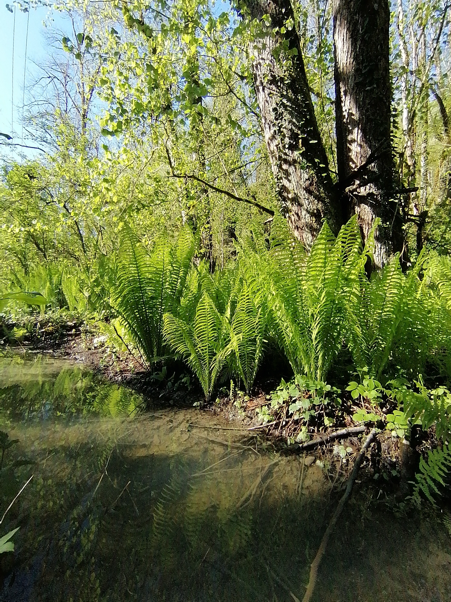 A daytime view of a forest edge next to a body of water, likely a stream or pond. Lush green ferns line the bank, reflecting in the water's surface. Several trees stand nearby, with one prominent tree showing textured bark. The location is Chvizhepse, Russia. The sunlight filters through the trees, creating dappled shadows. The composition focuses on the intersection of land, water, and vegetation, capturing a natural landscape scene.