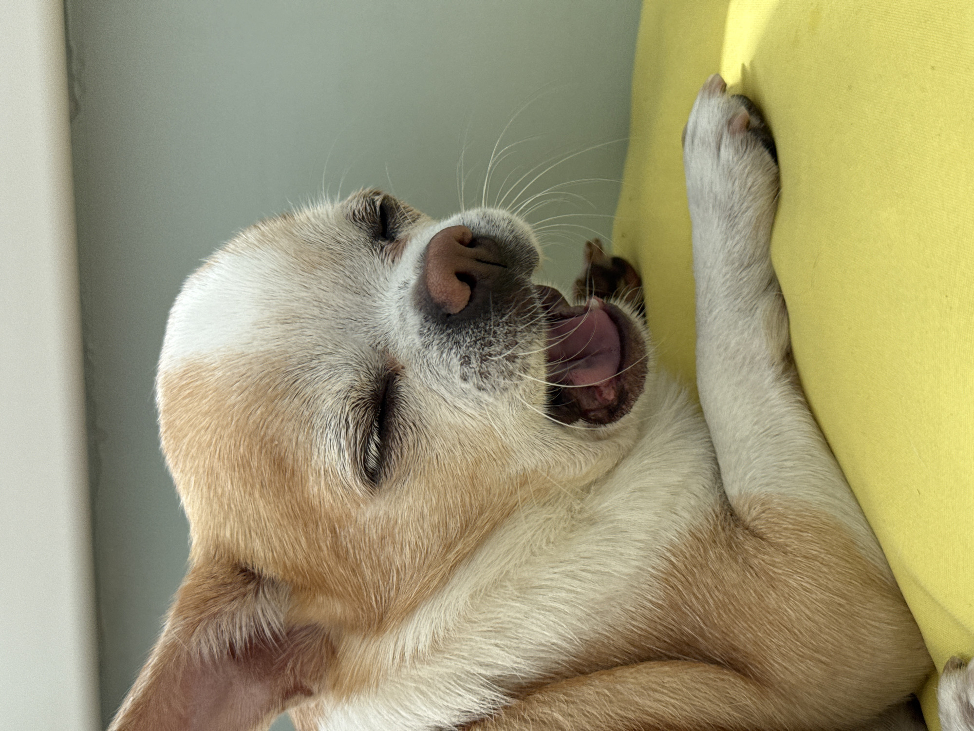 A tan and white Chihuahua rests against a yellow cushion. The dog's eyes are closed, and its mouth is open. One paw is raised and resting on the cushion. The background is a light gray wall. The location is Unknown, Unknown.