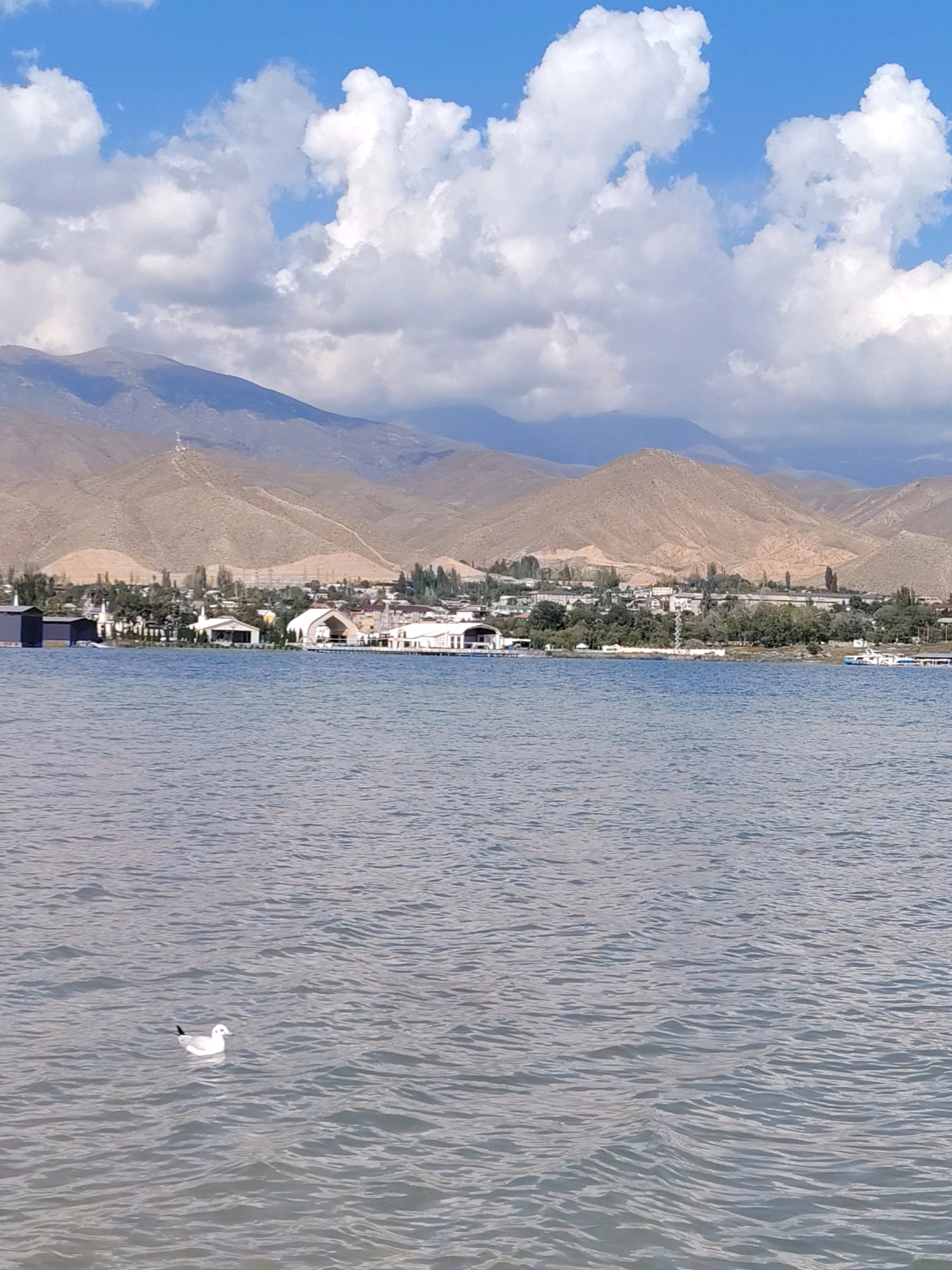A flock of seagulls floats on a calm body of water in front of a city and mountains. The city of Cholpon-Ata, Kyrgyzstan, lies on the shore of a large lake. The city's buildings are modern, with white roofs and flat facades, and some are covered in colorful murals. The mountains behind the city are tall and barren, with steep slopes and jagged peaks. The sky is blue and dotted with fluffy white clouds. The water is a deep blue, with gentle ripples on its surface. The image is a still life, with no people or animals present.