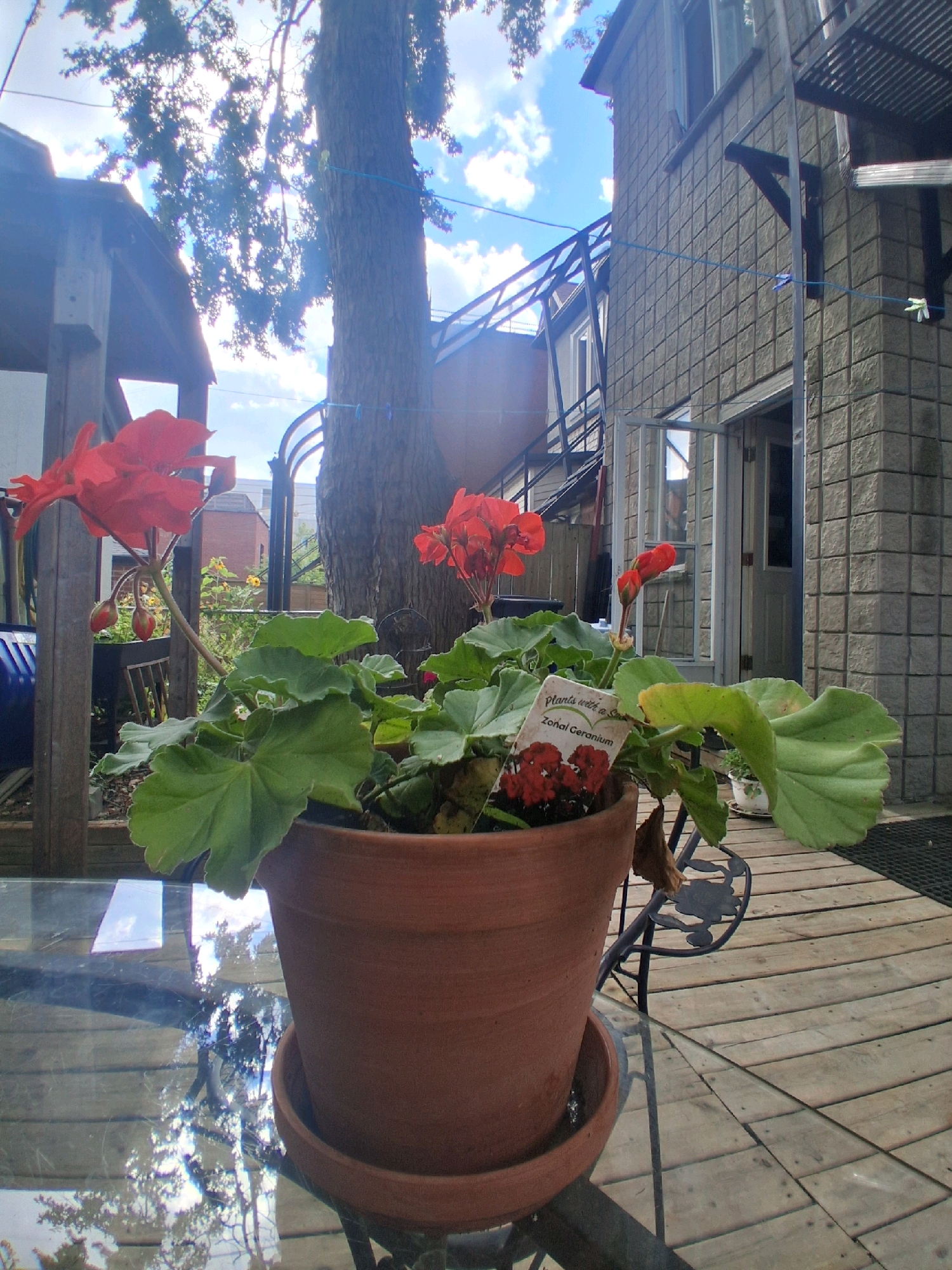 The image depicts a close-up, low-angle shot of a terracotta potted geranium plant with bright red flowers, positioned on a glass-topped table on a wooden deck. The plant has large green leaves and a tag that reads "Plants with a Smile Zonal Geranium" with an image of red flowers. In the background, a large tree with a textured bark is prominent, with its branches and leaves silhouetted against a bright blue sky dotted with white clouds. To the left of the tree, a dark brown wooden structure, possibly a fence or shed, is visible. Further back, a multi-story building with grey, textured brickwork and external metal staircases is seen. The deck floor is made of light-colored wooden planks. The scene appears to be an outdoor urban setting, likely a backyard or patio area in Toronto, Canada, given the architectural style and vegetation. The lighting suggests it is daytime, with bright sunlight filtering through the tree's foliage.
