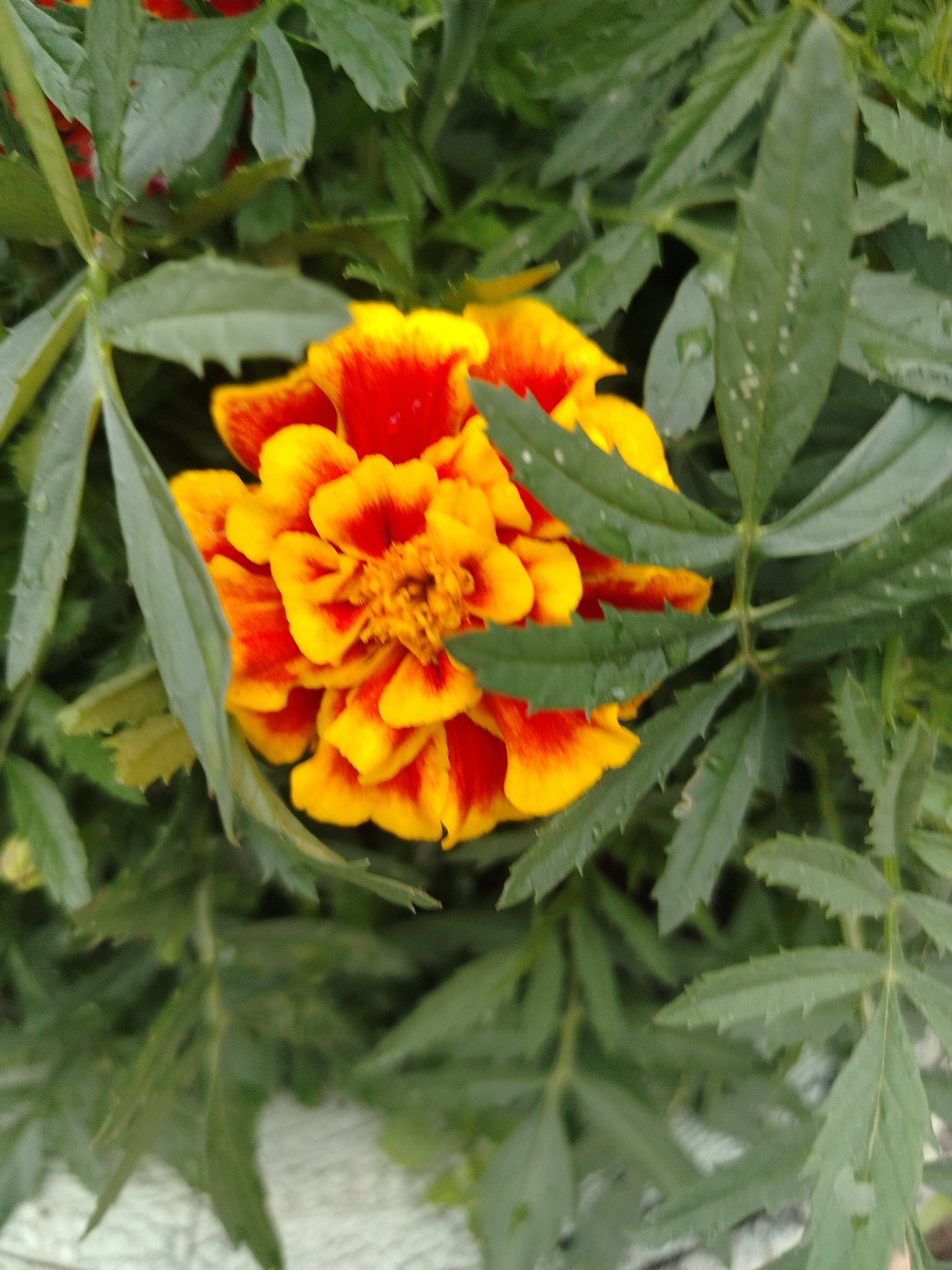 The image shows a close-up view of a vibrant marigold flower with yellow and red petals, nestled amongst lush green foliage. The flower is the primary subject, with its intricate petal structure clearly visible. The surrounding leaves are a deep green and appear slightly wet, suggesting recent rain or dew. The background is blurred, focusing attention on the flower. The scene is outdoors and appears to be in a garden setting. No specific location in Chaikovsky, Russia is discernible from the image. There are no people, animals, or man-made objects other than what might be a hint of a light-colored surface at the bottom edge of the image, which could be part of a planter or pathway.