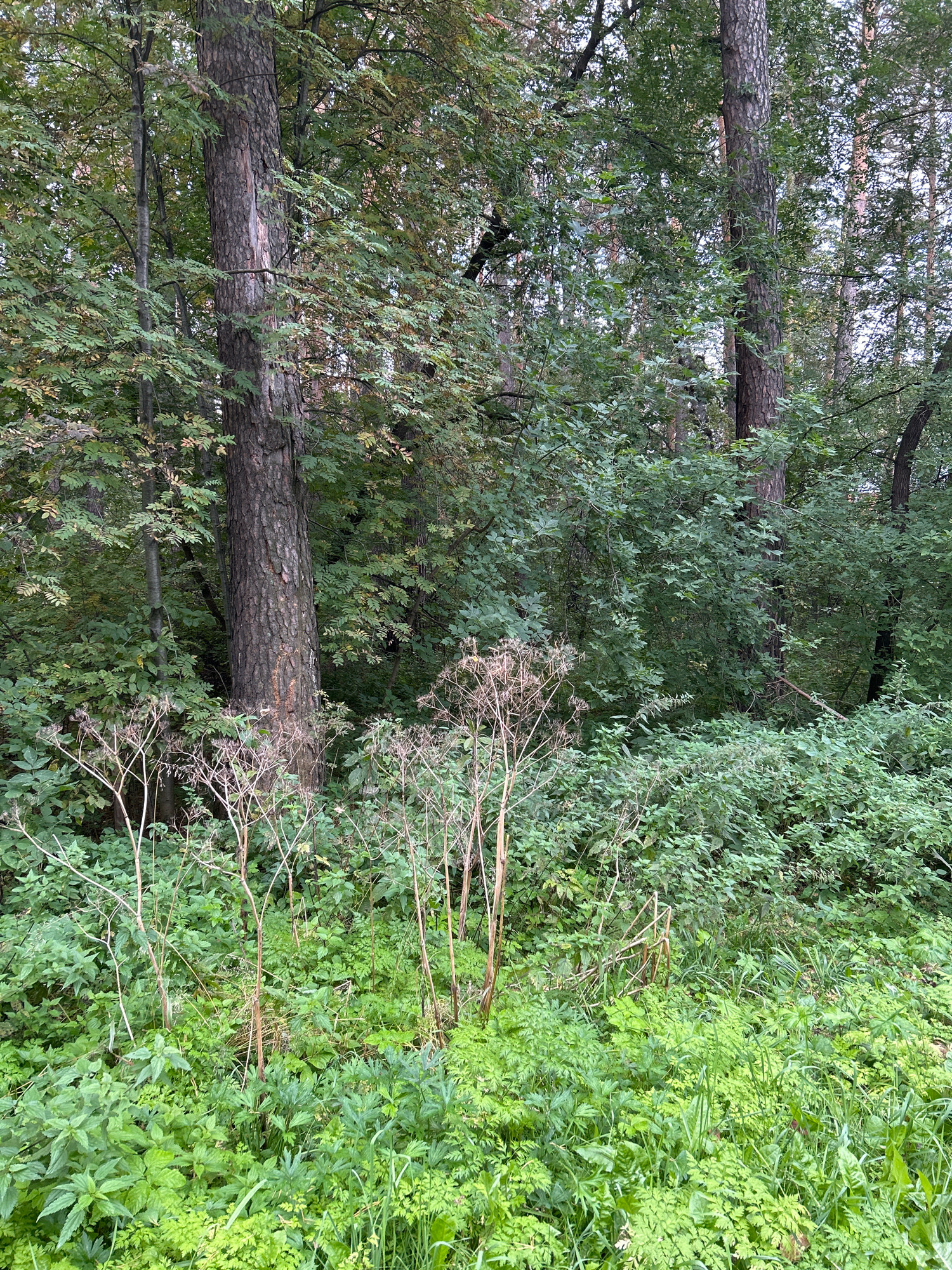 The image depicts a dense forest scene, likely within the city of Tomsk, Russia, characterized by a thick undergrowth of various green plants and tall trees with rough bark. In the foreground, dry, brittle stems of dead plants are prominent, rising above a carpet of lush green vegetation. The trees are a mix of species, with some showing the characteristic tall, straight trunks of coniferous trees, and others with denser foliage that could indicate deciduous varieties. The overall atmosphere is one of natural, untamed growth, suggesting a wild area within or on the outskirts of urban development. There are no visible people, animals, or man-made objects that would indicate specific human activity or a developed park. The lighting suggests it is daytime, but the dense canopy creates a shaded, somewhat dim environment.