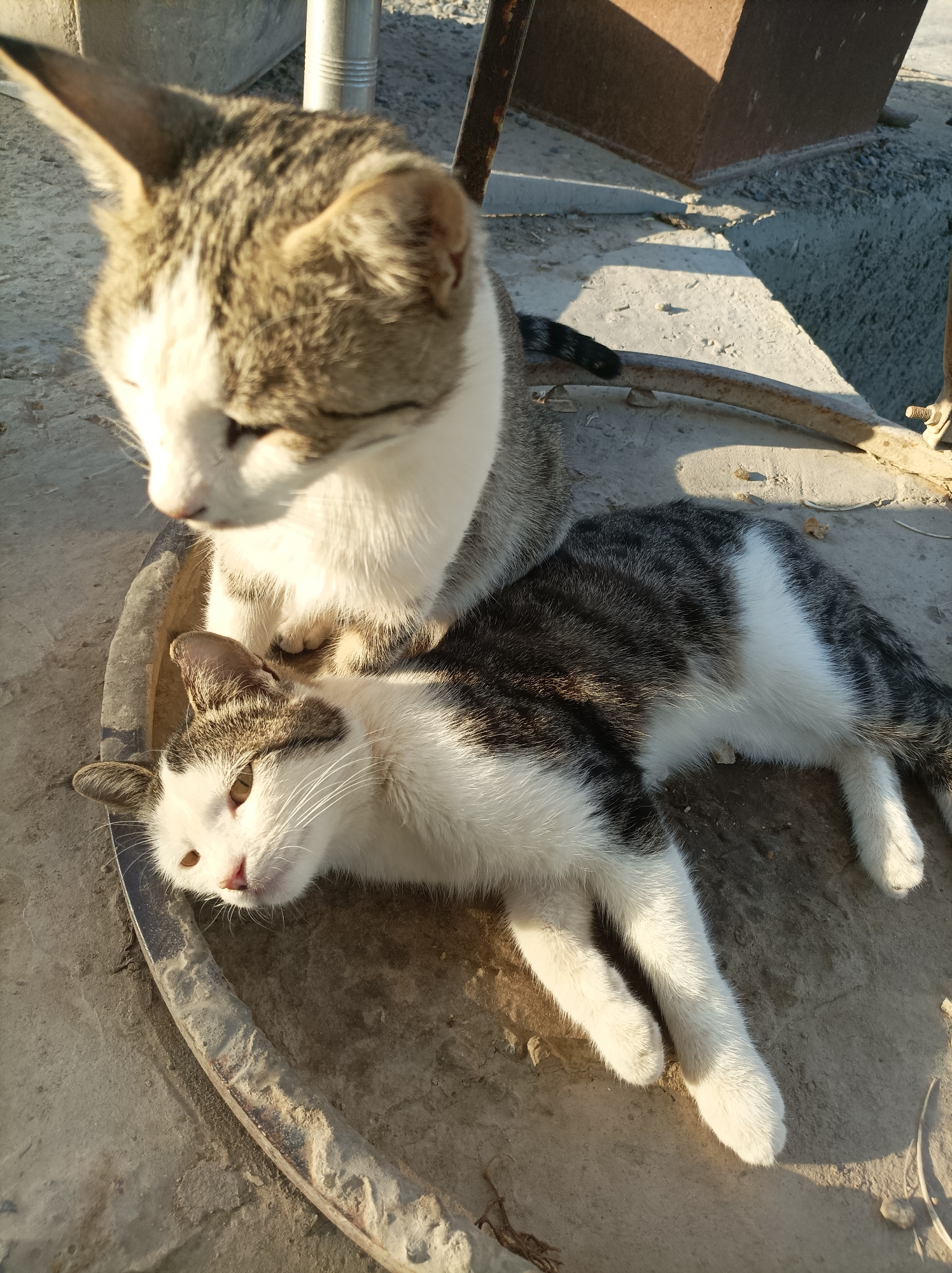 Two domestic cats, one lying down and the other perched on top of it, are positioned in a circular, concrete basin. The cat lying down is a tabby and white short-haired cat with its eyes open and looking towards the camera. The cat on top is also a tabby and white short-haired cat, facing away from the camera and with its eyes closed. Both cats appear to be resting in the sunlight. The environment suggests an outdoor setting in the city of Seýdi, Turkmenistan, with concrete surfaces and a metallic structure visible in the background. The lighting indicates it is daytime.