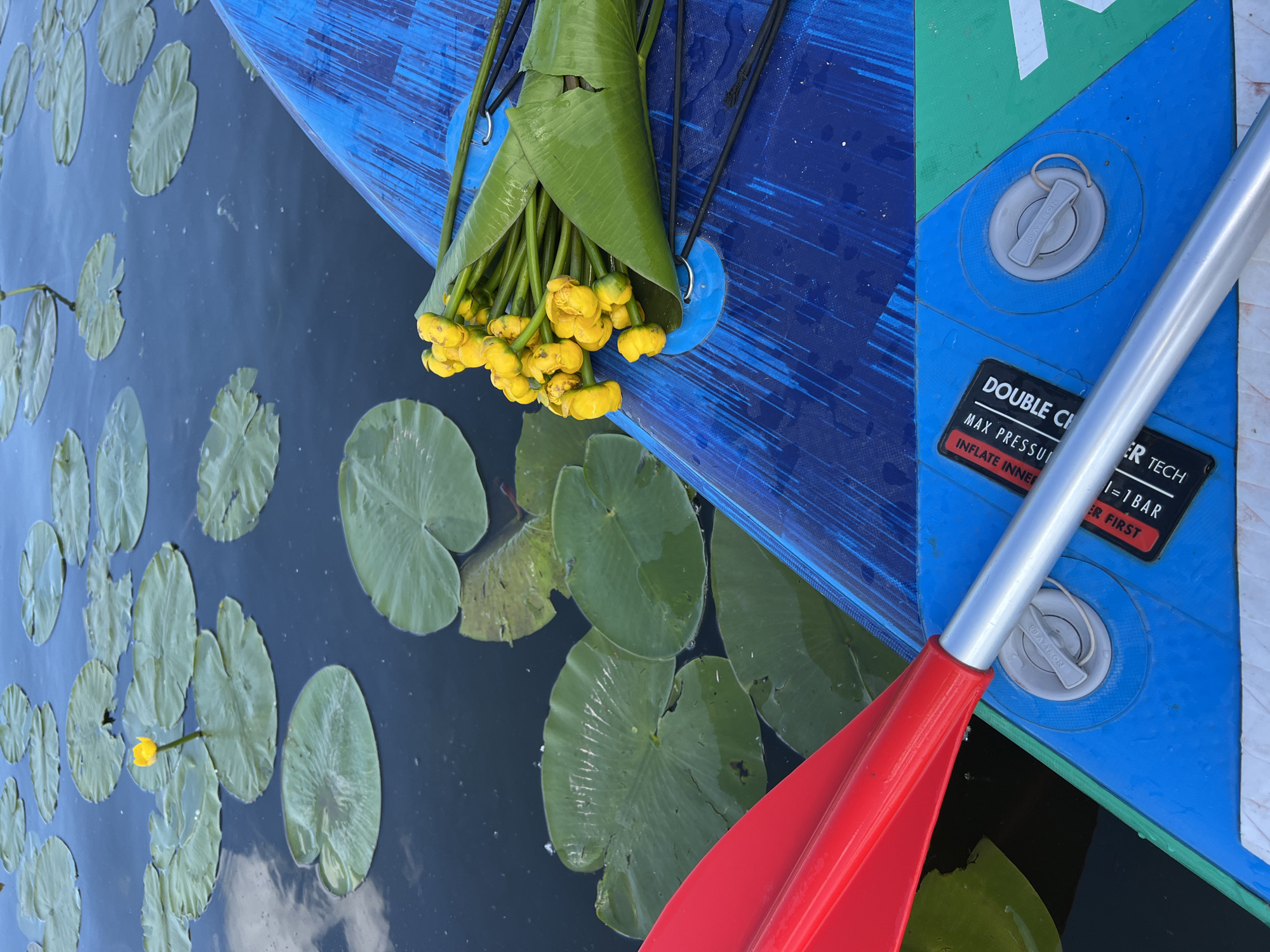 This image shows a bunch of yellow water lilies on the blue surface of a paddleboard floating on a body of water with many lily pads. A red paddle is visible on the left side of the image, and a portion of the paddleboard's silver shaft is also visible. The paddleboard has a green stripe on the right side. The water appears dark and reflects the sky, with some clouds visible. The scene is set on a river in Bila, Ukraine.