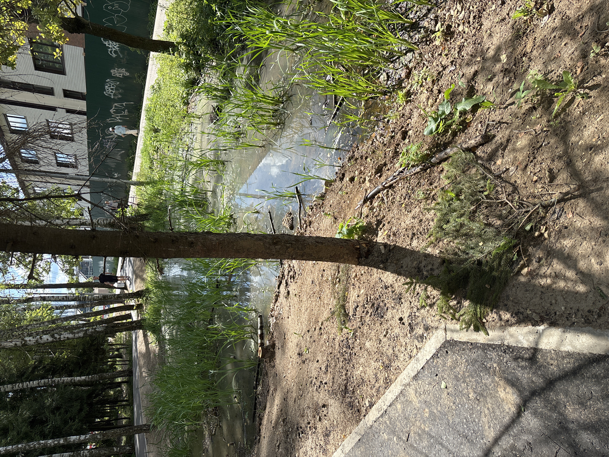 The image depicts a partially flooded area with tall grass growing in the water, located in Trekhgorka, Russia. A tree trunk is prominently in the foreground, casting a shadow. To the left, a paved path runs alongside the water, bordered by soil and small green plants. In the background, a building with several windows and a green fence with graffiti are visible. Several people are seen walking on the path. One person, a male in a black t-shirt and shorts, is walking away from the camera. Another person, a male in a light-colored shirt and pants, is walking towards the camera. A third person, a female, is further in the distance, walking away from the camera. The environment is lush with greenery, suggesting a park or natural area within the urban setting.