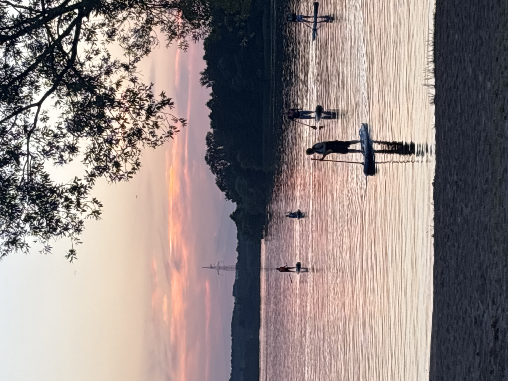 The image depicts a serene sunset scene on a body of water, likely a lake or river, with several individuals paddleboarding. The sky is a gradient of soft pinks and oranges, transitioning into a pale yellow near the horizon. A silhouetted tree branch with leaves hangs over the upper right portion of the frame. In the distance, a treeline forms a dark band across the horizon, with a solitary power line tower visible in the center. The water's surface reflects the sky's colors and is rippled by gentle waves.
In the foreground, a sandy shoreline is visible. Scattered across the water are at least six paddleboarders. One paddleboarder in the foreground, on the left, is closer to the shore and is holding a paddle. Further out on the water, a group of paddleboarders are spread out, each on their own board, with some holding paddles and appearing to move across the water. The overall atmosphere is tranquil, capturing a moment of outdoor recreation at dusk.