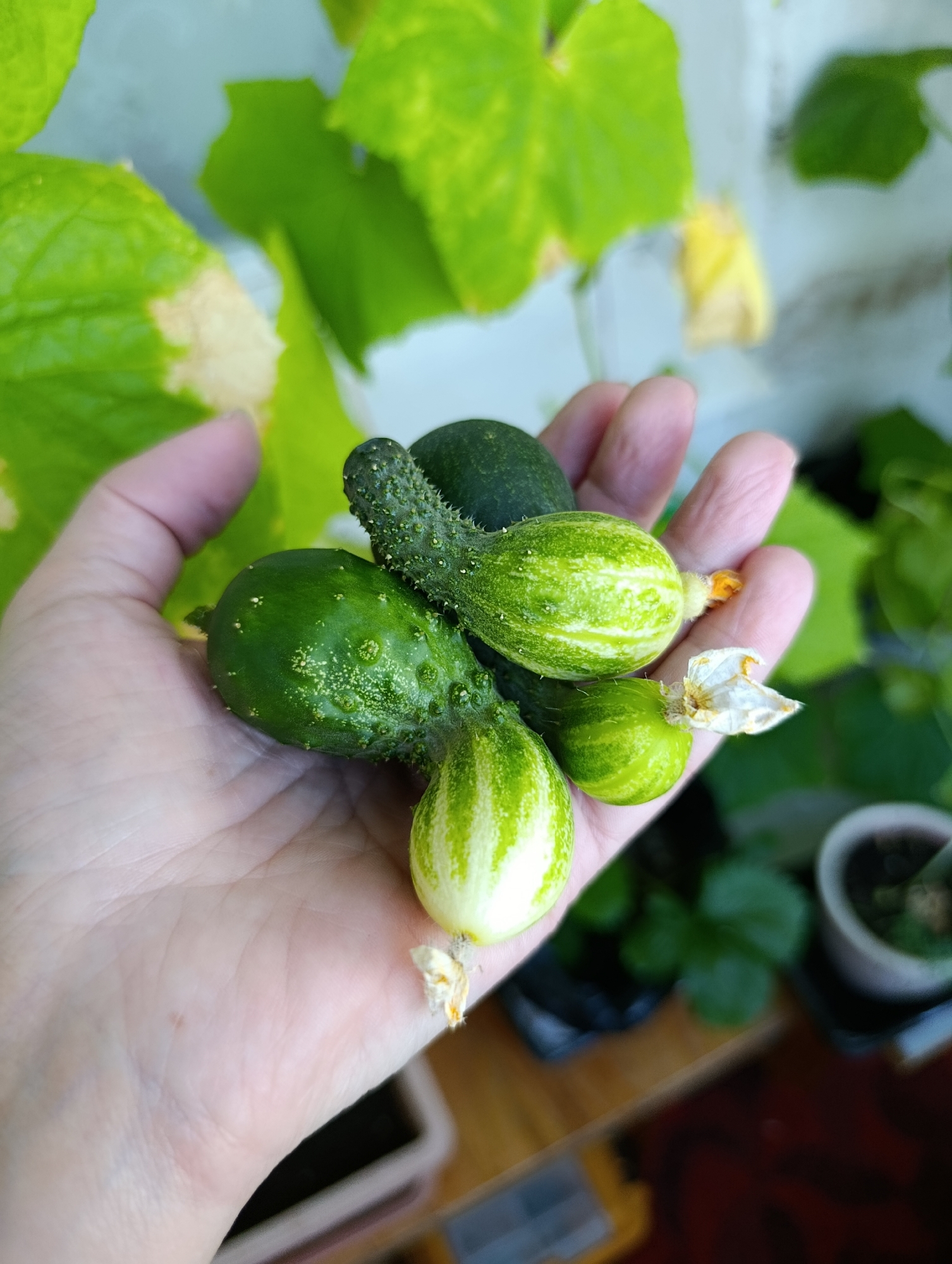 A person's hand holds several small cucumbers, some with green and white stripes and others dark green. The cucumbers are of varying sizes, with the largest being about the size of a thumb. Some of the cucumbers have dried flower remnants attached. The hand is open, with the cucumbers resting on the palm and fingers. In the background, out-of-focus green leaves and yellowing foliage are visible. The scene appears to be outdoors, possibly in a garden or on a balcony, with dappled sunlight. The image is taken from a close-up perspective, focusing on the hand and the cucumbers. There is no identifiable location in Alexandrov, Russia, as the image is cropped to focus on the subject.