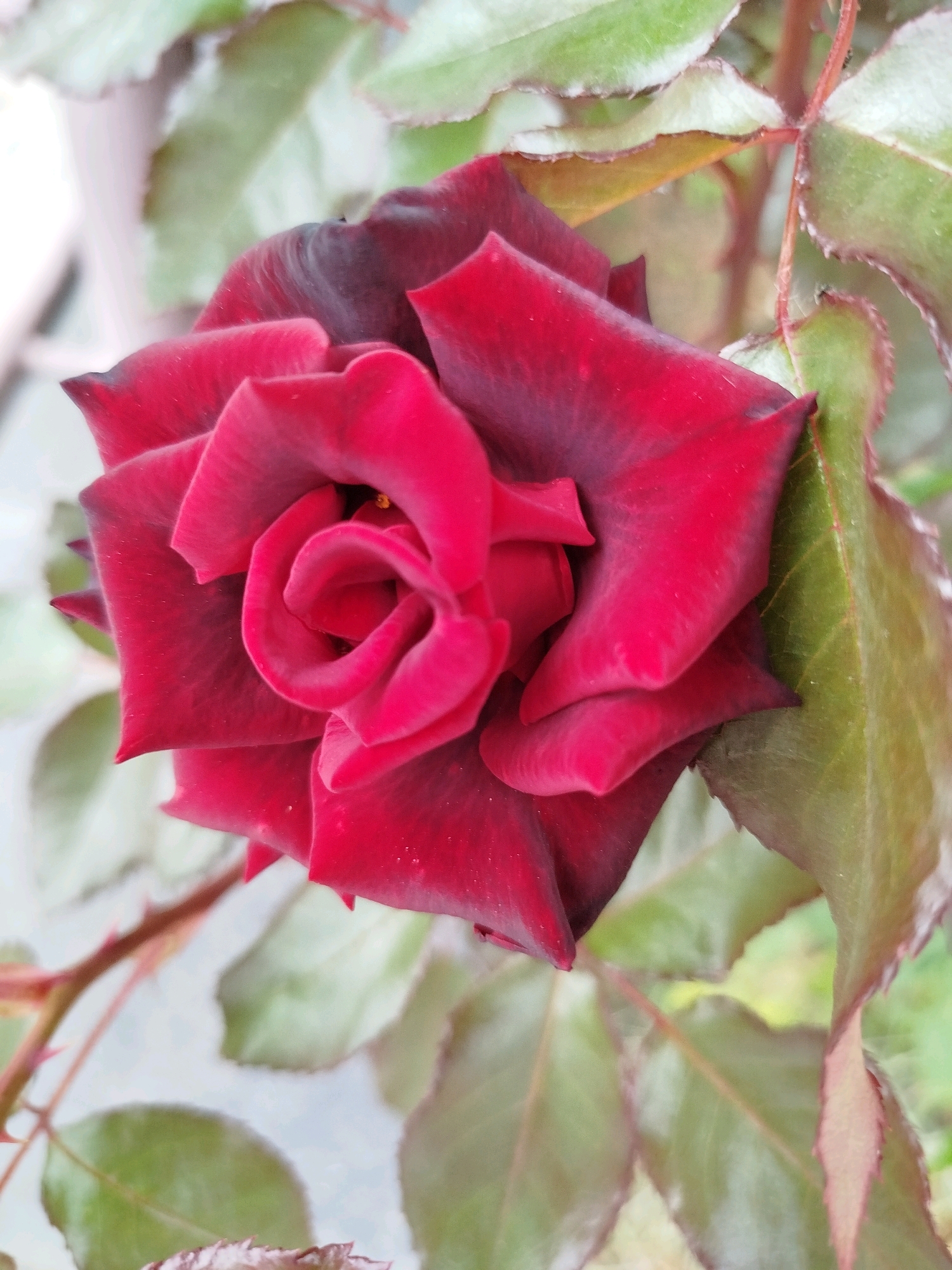 A close-up, eye-level, outdoor shot captures a dark red rose in full bloom, its petals unfurling in a spiral. The rose is partially shaded, with some petals appearing almost black in the deepest folds, contrasting with the vibrant red of the outer layers. Green leaves surround the rose, some in sharp focus with visible veins and serrated edges, while others are blurred in the background. The stem, also green, is visible with small thorns. The overall impression is one of natural beauty and intricate detail of the rose. The image is a still photograph with no discernible action or human presence. The location is described as Unknown, Unknown.