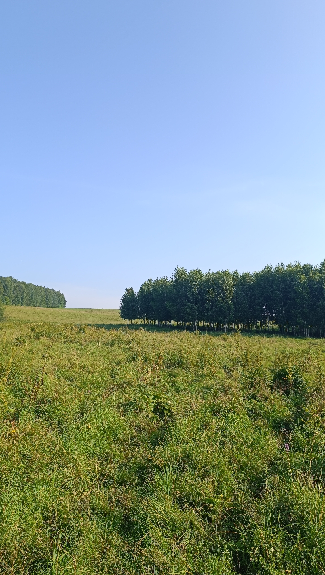 A serene, sun-drenched landscape unfolds under a clear blue sky in Karsha, Russia. The foreground is dominated by a lush, verdant meadow, its tall grasses gently swaying in an unseen breeze, interspersed with small patches of wild vegetation. To the right, a dense line of deciduous trees forms a striking natural boundary, their leaves a vibrant green. Further in the distance, another expansive forest stretches across the horizon, creating a sense of depth and tranquility. The scene is devoid of any human presence or activity, emphasizing the quiet beauty of the natural environment.