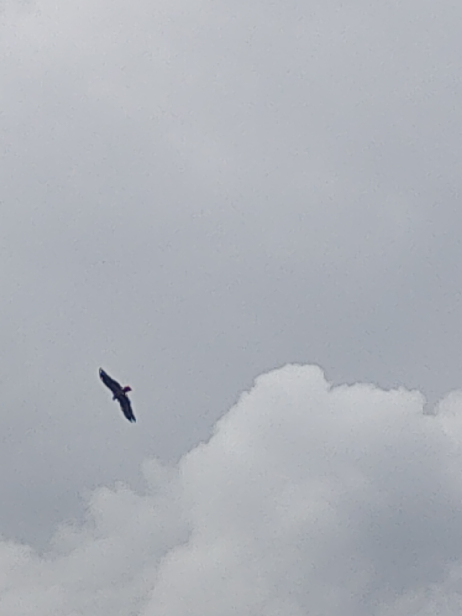 A single bird with wings spread is captured in flight against a cloudy sky. The bird, appearing dark with a reddish head, is positioned in the lower left quadrant of the frame. A large, fluffy white cloud occupies the lower right portion of the image. The rest of the sky is overcast with gray clouds. There is no visible indication of Manali, India in this image.
