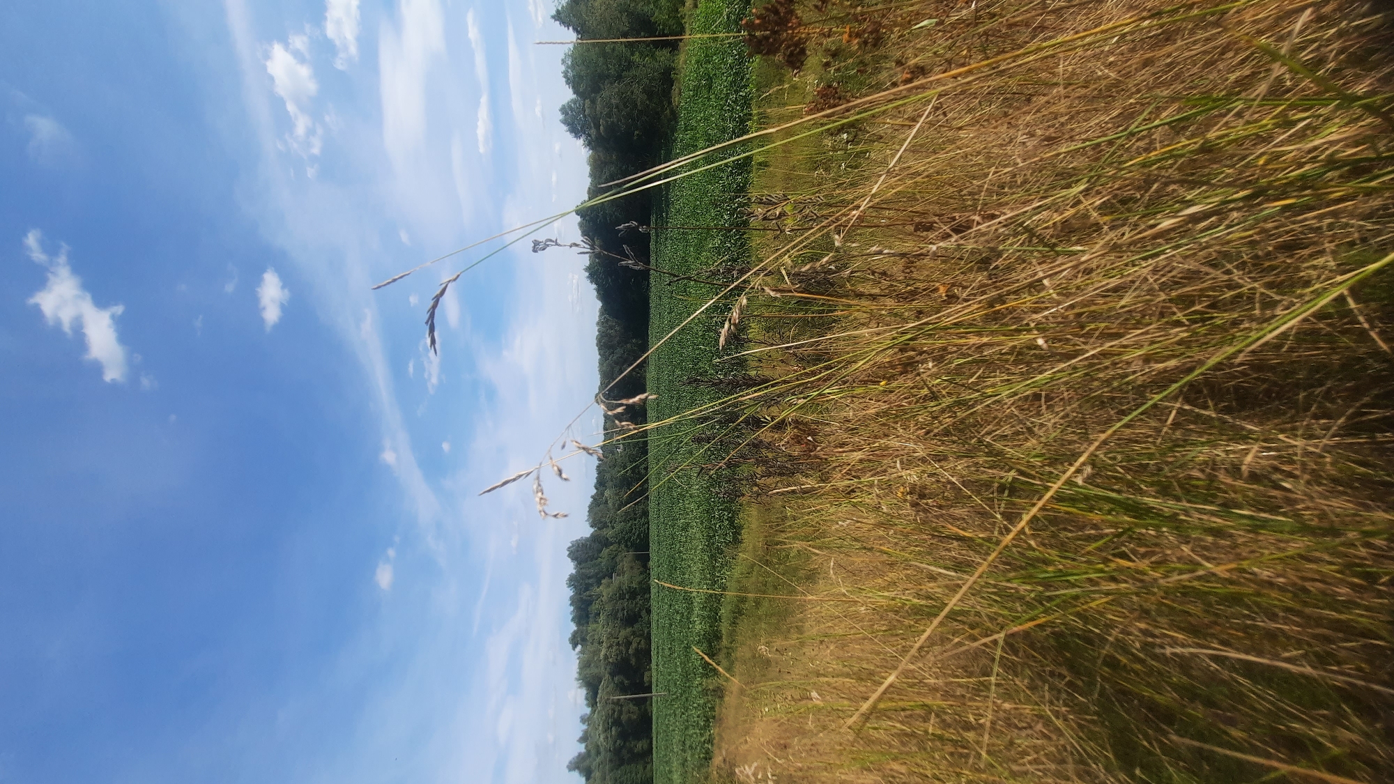 The image captures a sunlit outdoor scene with a wide, horizontal field of green crops, likely corn, stretching across the middle ground. A dense line of dark green trees forms the horizon behind the crops. In the foreground, tall, dry grass and stalks of wheat dominate the view, with some stalks reaching into the upper portion of the frame. The sky above is a vibrant blue, dotted with scattered white, wispy clouds. The lighting suggests it is daytime, likely late afternoon or early evening, given the golden hue of the dry grass. The location is identified as a rural area, possibly on the outskirts of Шклоў, Belarus, characterized by agricultural land and natural vegetation. There are no people or animals visible in the image.