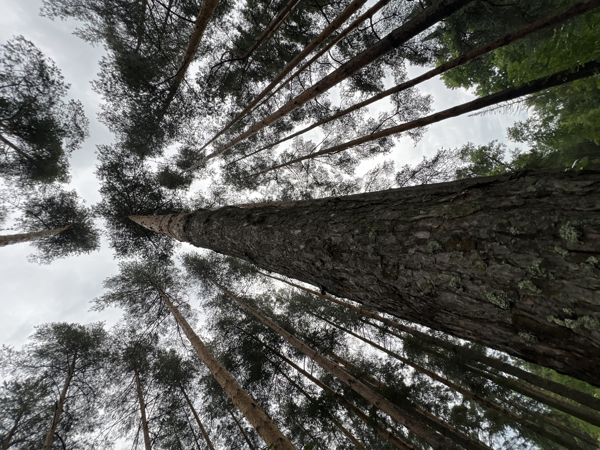 The image is a low-angle shot looking up at tall pine trees in a forest. The sky is overcast and gray. The foreground is dominated by the textured bark of a large pine tree, which appears to be a dominant specimen in the area. The trunks of other pine trees are visible, extending upwards and creating a canopy of dark green needles against the sky. Some lighter-colored, thinner tree trunks are interspersed among the darker pines. The environment appears to be a dense forest with a natural, uncultivated feel. The location is identified as Pushkin, Russia. There are no people, animals, or visible structures in the image. The scene depicts a natural woodland setting.