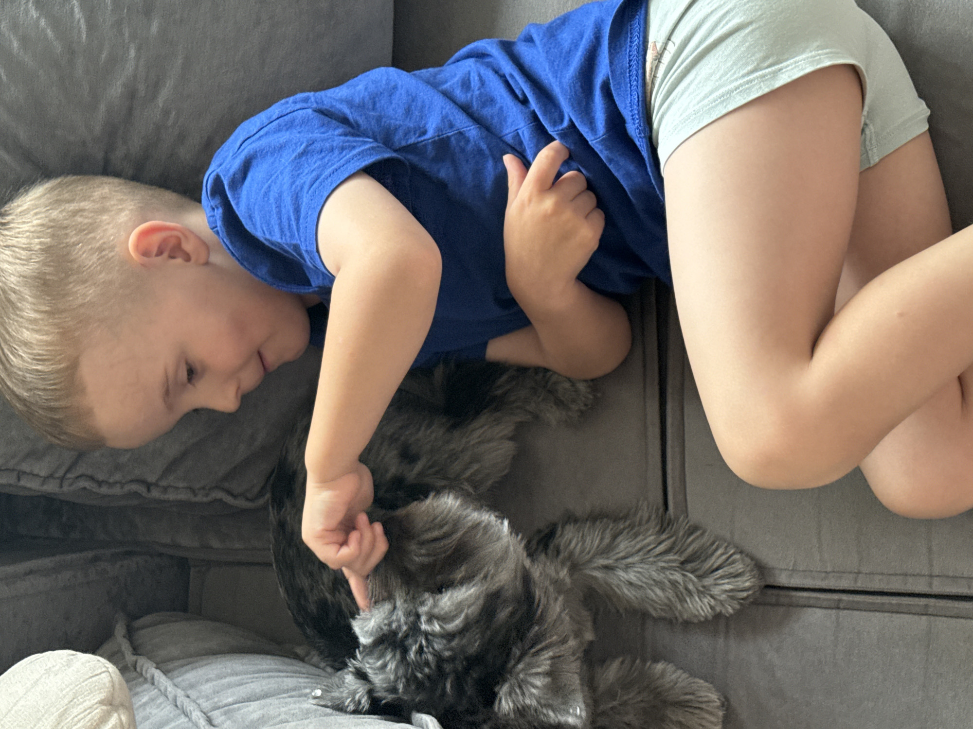 A young boy in a blue t-shirt and light green shorts lies on a gray sofa, looking at and touching a small, gray, furry dog. The boy's right hand is extended, with his index finger pointing towards the dog's head. The dog appears to be a Miniature Schnauzer. The sofa is made of a textured fabric and is part of an indoor environment. There are no visible indications of the city of Chaikovsky, Russia, in this image.