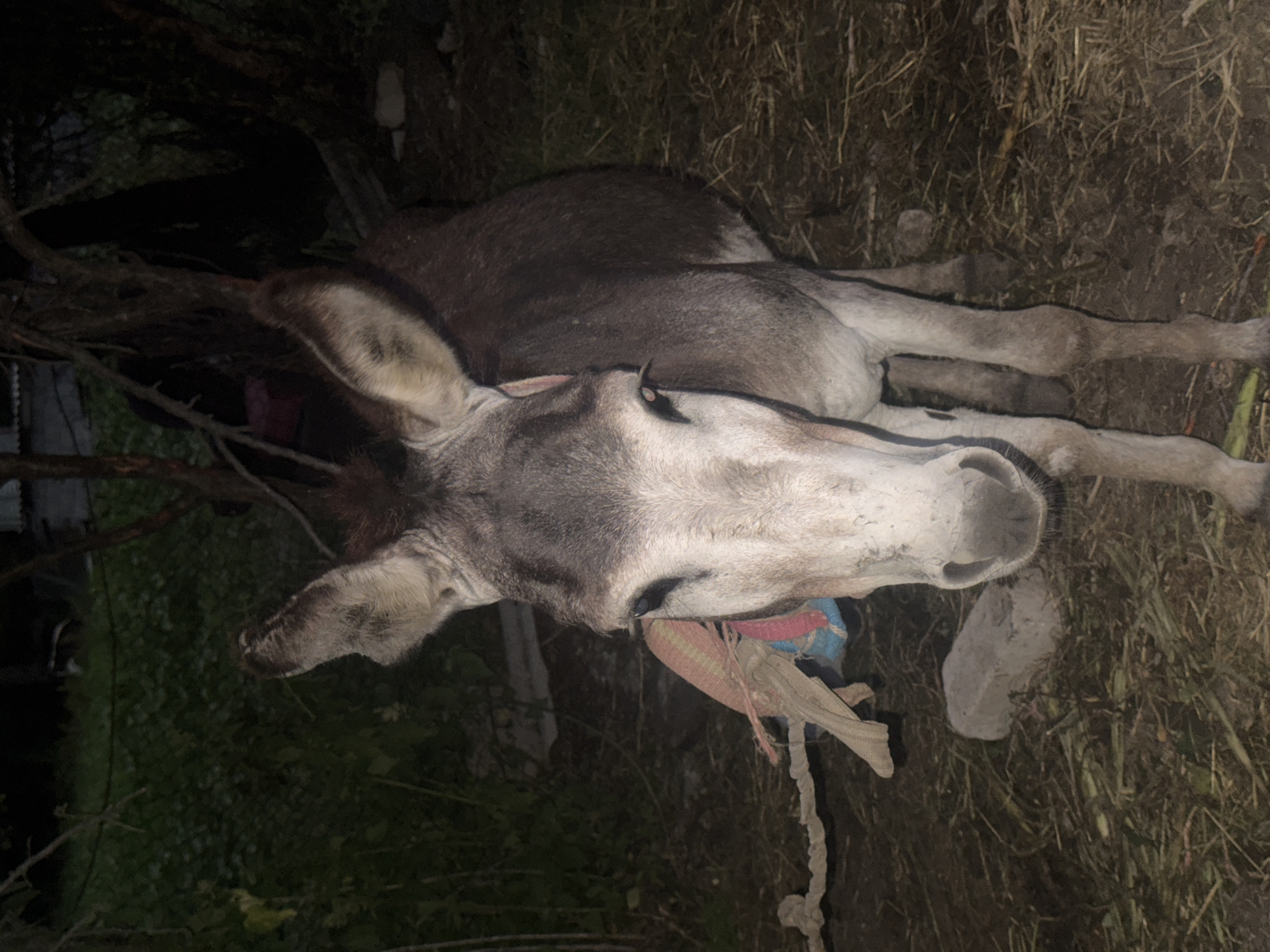 A full-body, eye-level shot shows a donkey standing in an outdoor area with a dirt and straw ground cover, in the city of Tandzia, Georgia. The donkey is facing forward, with its head slightly tilted down and to the left. Its fur is a mottled gray and brown. The donkey has large ears, a long snout, and dark eyes. A colorful blanket or saddle pad is visible on its back, with a rope tied around its neck. The background is dark and out of focus, with trees and foliage visible. There is a concrete block on the ground to the left of the donkey. The lighting suggests it is nighttime or dusk.