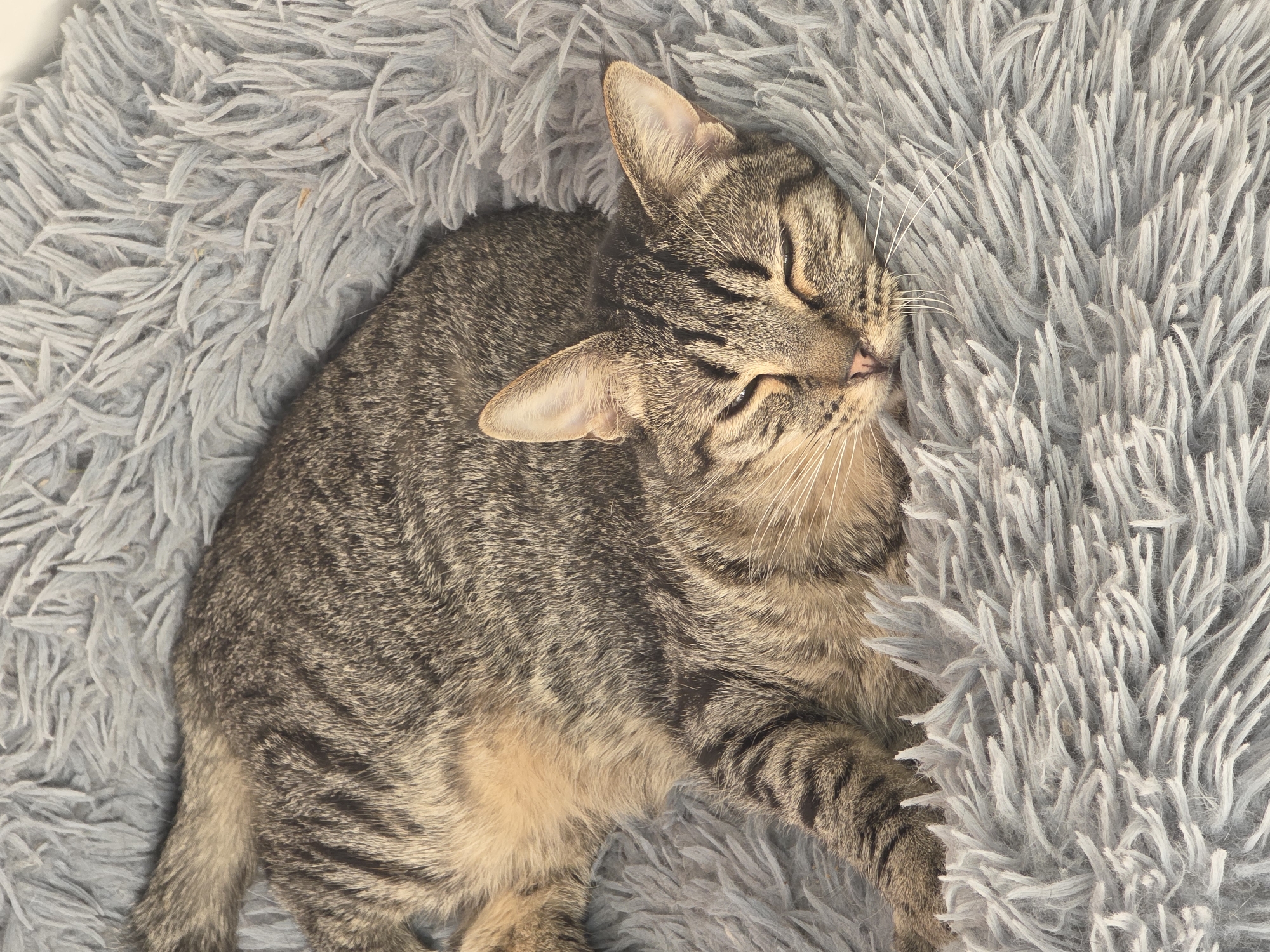 A tabby cat is sleeping on a fluffy gray blanket. The cat is curled up, with its eyes closed and its head resting on the blanket. The cat's fur is a mix of brown, black, and tan stripes. The blanket is soft and fuzzy, and appears to be made of faux fur. The lighting in the image suggests it was taken indoors, possibly in a home environment. The image does not contain any identifiable landmarks or clues that would indicate a specific location in Málaga, Spain.