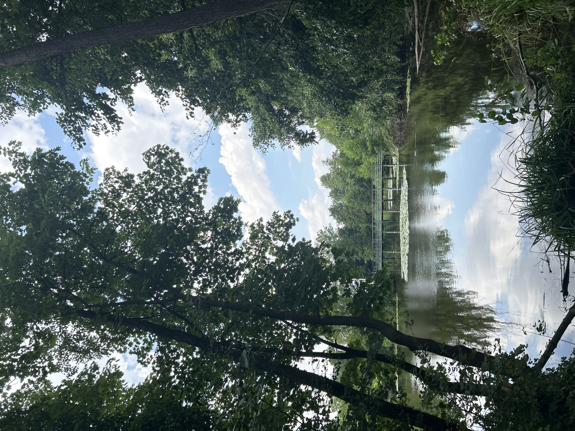 A vertical, eye-level shot captures a serene lake surrounded by lush green trees under a partly cloudy sky. The water reflects the sky and the surrounding foliage, creating a mirror image of the environment. In the distance, a light blue bridge with a white railing spans across the water, and lily pads dot the surface near the bridge. The foreground is dominated by the dense leaves and branches of trees, creating a natural frame for the scene. The lighting suggests it is daytime, likely afternoon, with dappled sunlight filtering through the leaves. The environment appears tranquil and untouched, suggesting a natural park or a secluded waterfront area. There are no people or animals visible in the frame.