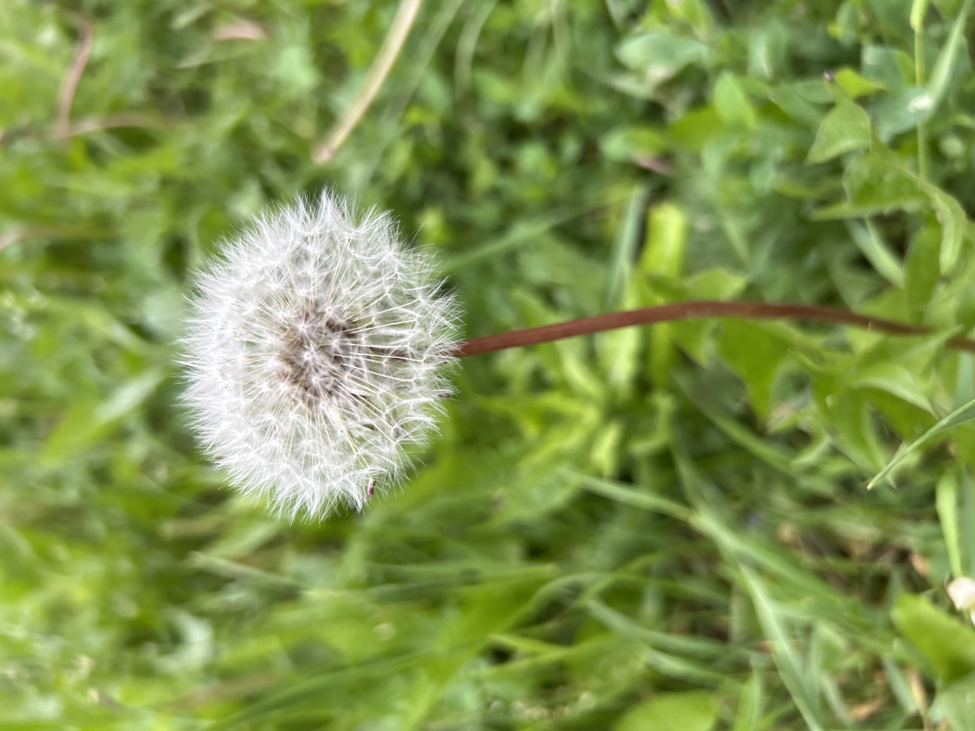 The image shows a close-up, eye-level shot of a dandelion seed head. The dandelion is positioned slightly off-center to the left, with its fluffy white seed head taking up the majority of the frame. The stem is thin and reddish-brown, rising from a bed of blurred green grass and foliage. The background is a soft blur of various shades of green, suggesting an outdoor environment. There are no people or animals visible in the image. The scene appears to be a natural outdoor setting, likely a park or a grassy area within the city of Angarsk, Russia. The focus is sharp on the dandelion, while the surrounding vegetation is out of focus, creating a shallow depth of field.