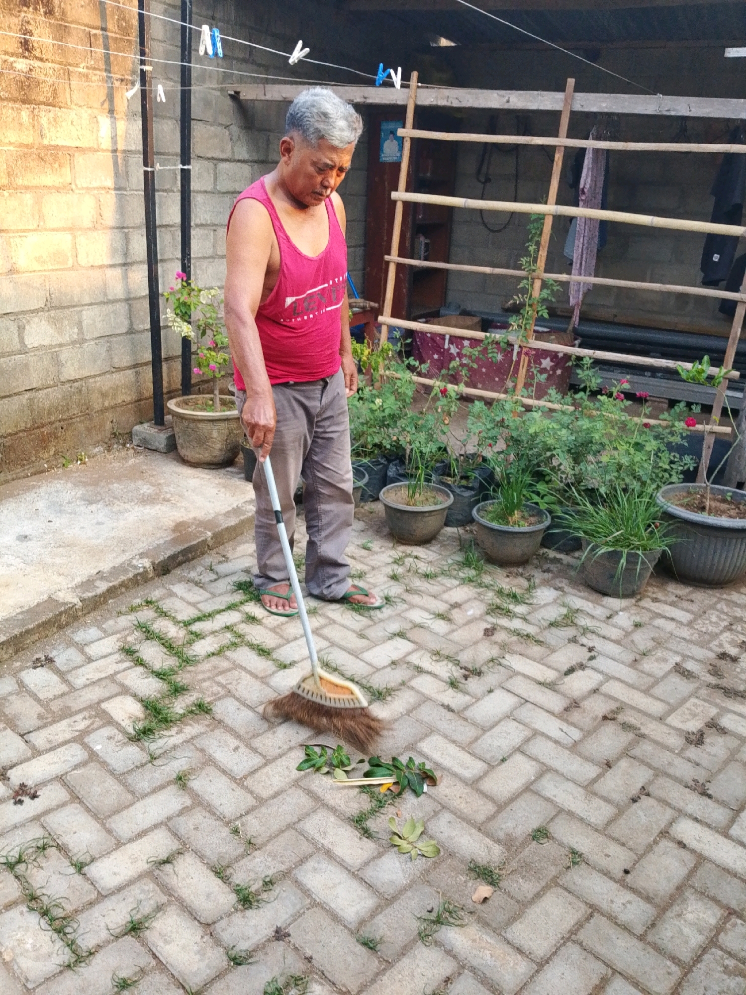 An elderly Asian man is sweeping a brick patio with a broom. He is wearing a red tank top and grey pants. The patio is in a yard with several potted plants. There is a brick wall and a wooden structure in the background. The image appears to be taken in Maron, Indonesia.
