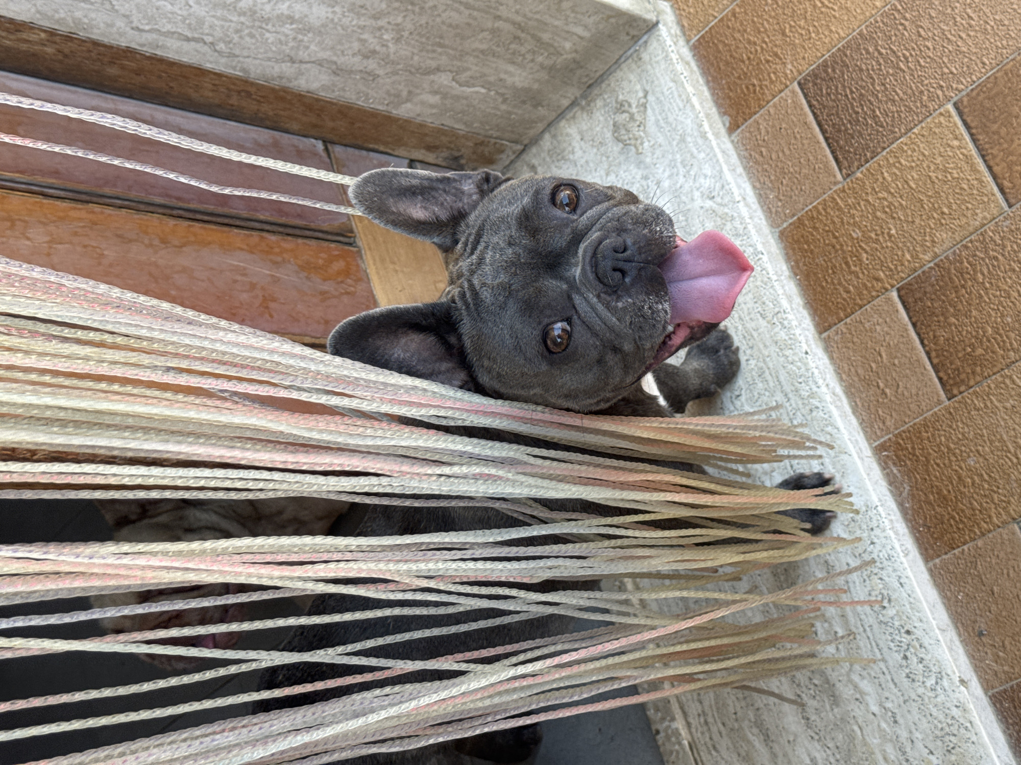 A close-up, high-angle shot captures a dark gray French bulldog peeking through a set of parallel, cream and pink colored cords. The dog is positioned in the center of the frame, with its head tilted back and its tongue playfully extended. Its dark eyes are wide and expressive, and its ears are perked. The background is blurred, but hints of wooden planks and textured brown tiles suggest an outdoor setting. The cords create a visual barrier, with the dog's head and part of its body visible in the gaps. The lighting suggests it is daytime, possibly sunny given the bright appearance. The scene appears to be at an entrance or patio area. There is no visible text in the image.