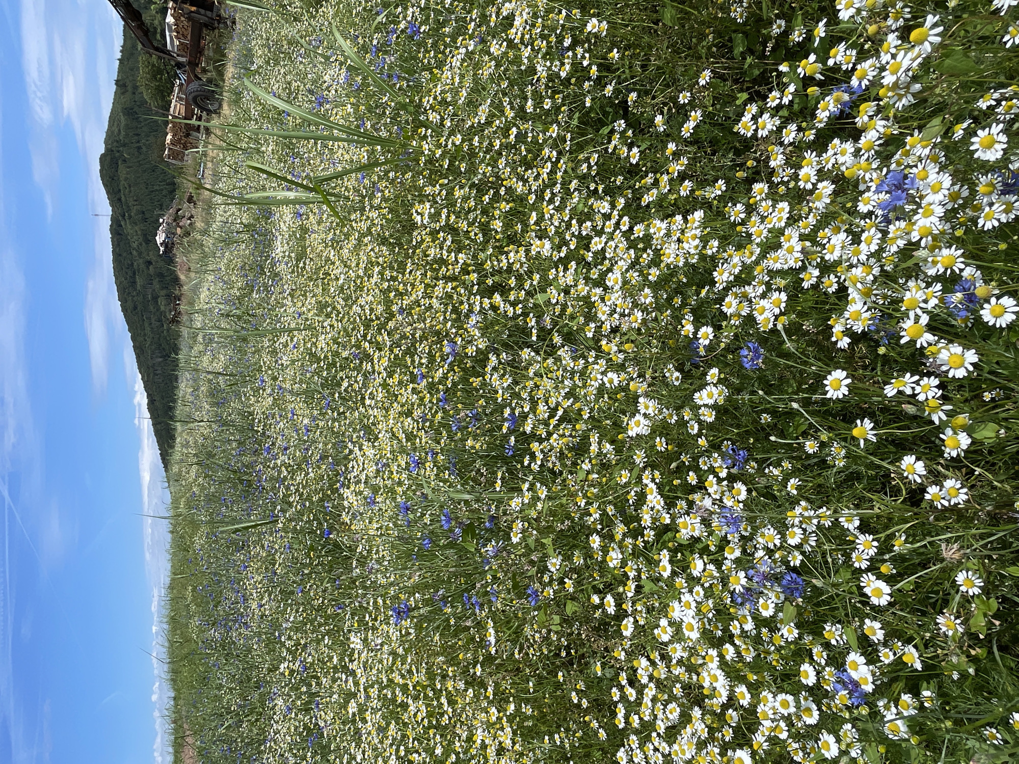 This is a landscape photograph taken in Schwarzenborn, Germany. The image features a vast field of wildflowers, primarily white daisies with yellow centers and some scattered blue cornflowers. The flowers are dense and cover the ground as far as the eye can see. In the background, a wooded hill rises, its slopes covered in lush green trees. The sky is a bright blue with some wispy white clouds. To the far left of the image, a glimpse of machinery and stacked wood can be seen, suggesting agricultural activity or recent clearing. The overall scene evokes a sense of natural beauty and tranquility on a clear day. The image is taken from a slightly elevated perspective, looking down and across the field of flowers.