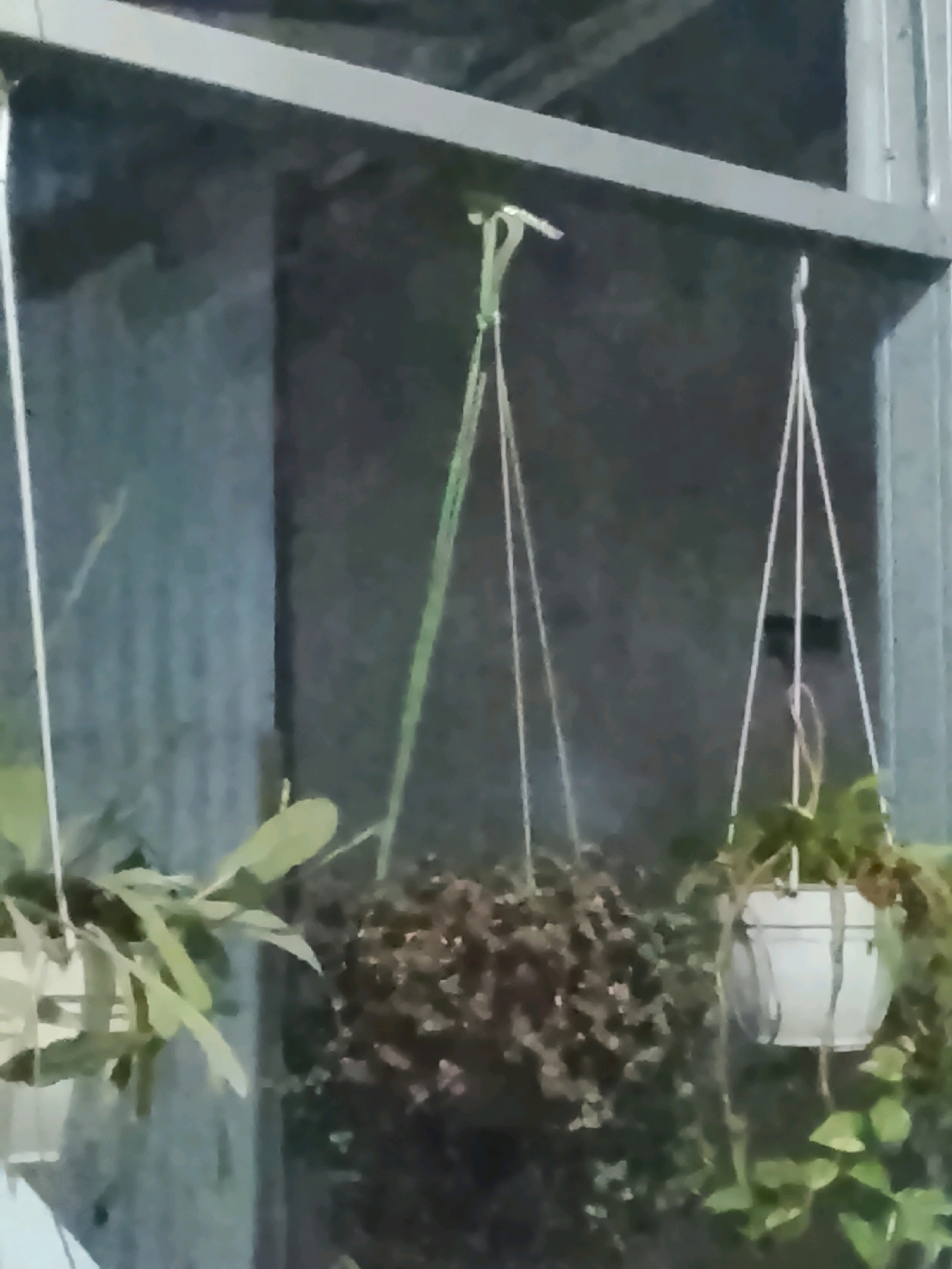 The image shows a close-up, low-angle shot of three hanging plants in white and dark pots, suspended from a metal frame. The background is a dark, textured wall. The plant on the left has light green, elongated leaves. The middle plant is densely packed with small, dark foliage. The plant on the right features light green leaves and is in a white pot. The overall lighting is dim, suggesting an indoor or shaded outdoor setting. This image appears to be taken in Ujungrusi, Indonesia, likely in a residential or commercial area where plants are displayed.
