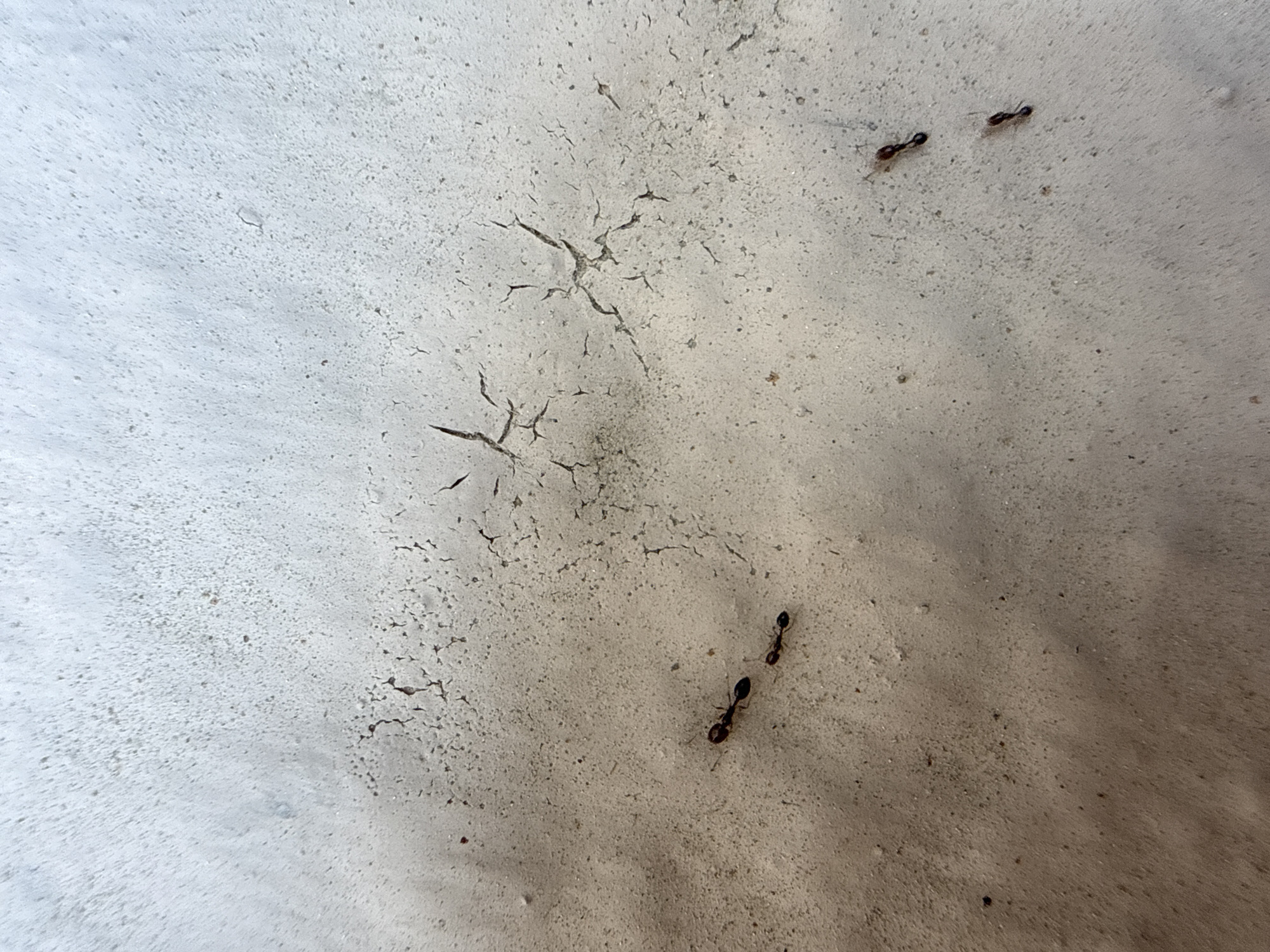 The scene, located in Dubai, United Arab Emirates, depicts a close-up, overhead view of a light-grey, granular surface. This surface is extensively textured with numerous small particulates and exhibits a network of fine, branching cracks, predominantly in the upper and central portions, suggesting material desiccation or age. Four dark-bodied ants are present: two are observed in the mid-left quadrant, and two others are situated in the lower right quadrant. All ants appear to be ambulating across the surface. The lighting is uniform, illuminating the surface features without strong shadows.