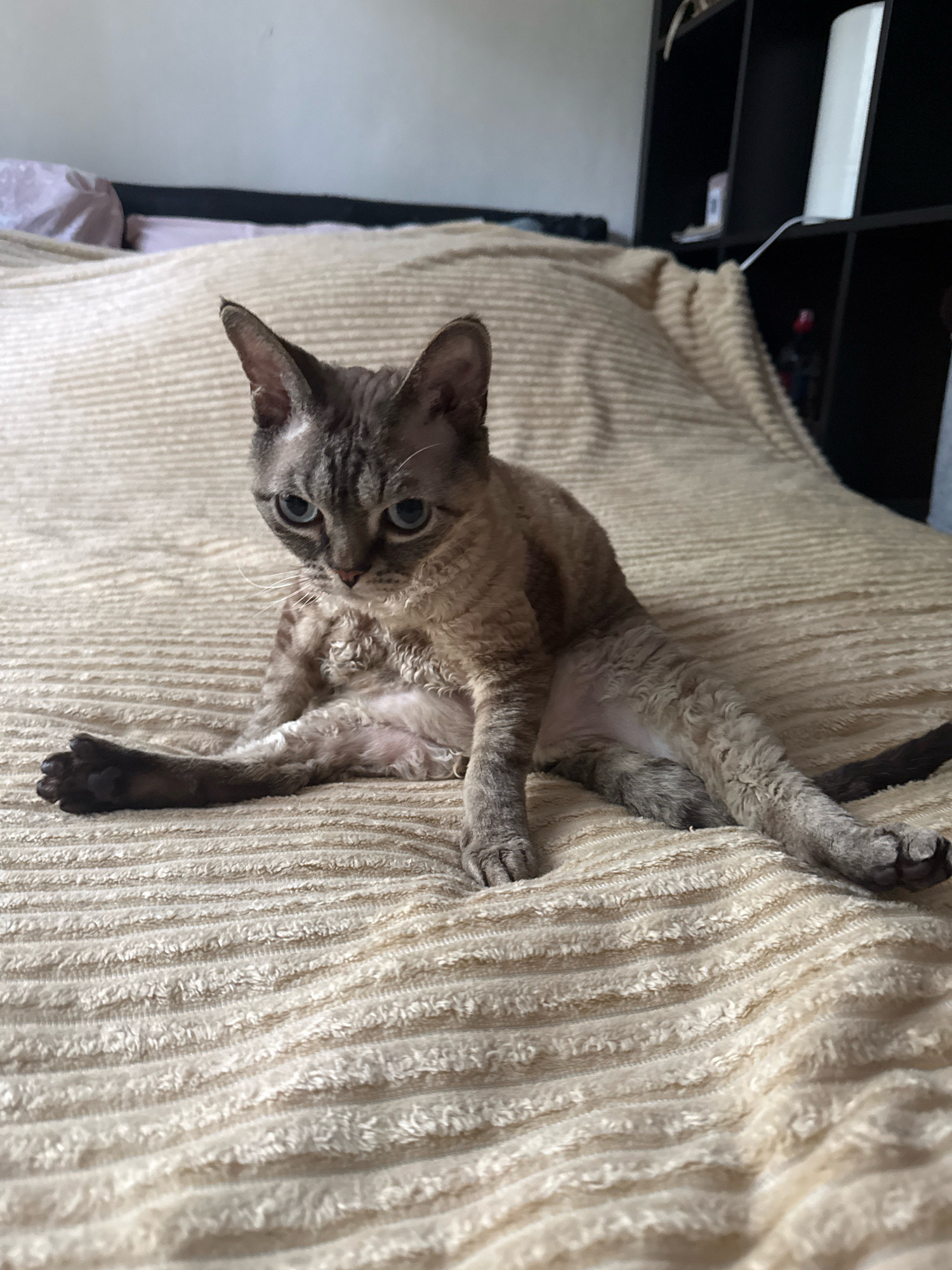 A medium shot captures a Devon Rex cat sitting on a beige, ribbed blanket. The cat is facing the camera with its body angled to its left and its legs splayed. Its fur is a mix of grey and tan tabby markings, and its eyes are a striking blue. The cat's left paw is extended forward, displaying its toes. The background consists of a bed with rumpled white and pink bedding and a dark shelf unit with a white lamp. The scene is indoors, likely in a bedroom.
