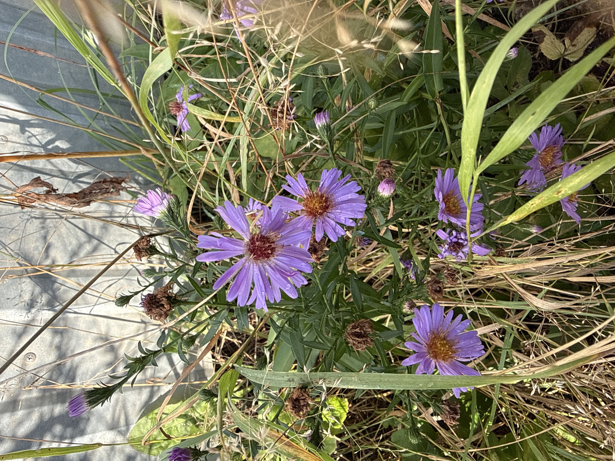 The image shows a cluster of purple asters in bloom, some with water droplets on their petals, amidst tall dry grasses and green foliage. A grey corrugated metal wall forms the background, casting shadows from the surrounding vegetation. Several asters are fully bloomed with their characteristic ray florets and central disc florets. Other asters are in bud or have withered, their brown seed heads visible. The scene appears to be outdoors, possibly in a garden or natural setting within the city of Vsevolozhsk, Russia, given the presence of both cultivated-looking flowers and wild grasses. No people or animals are visible. The overall impression is one of late summer or early autumn bloom.