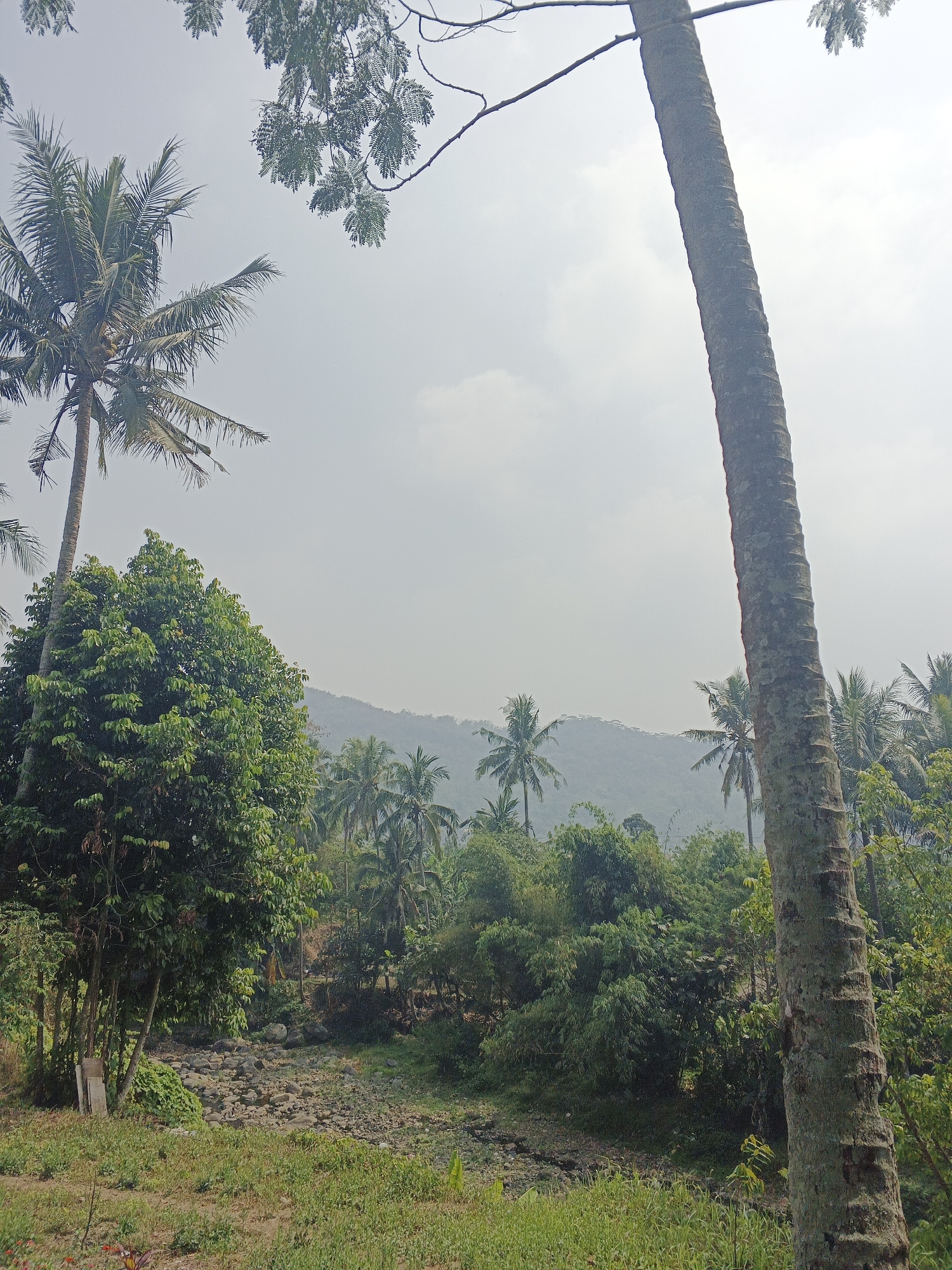 The image depicts a tropical landscape, likely in Sukabumi, Indonesia, characterized by lush vegetation and a hazy sky. In the foreground, a tall, textured tree trunk stands prominently, its bark rough and greyish. To the left, a cluster of vibrant green trees and a coconut palm with visible coconuts create a dense foliage. The middle ground reveals a dry, rocky riverbed, scattered with stones of various sizes. Beyond this, a rolling hill is covered in a dense arrangement of palm trees and other green flora, fading into the misty distance. The overall atmosphere is serene and natural, suggesting a rural or semi-rural setting within the Sukabumi region, known for its natural beauty.