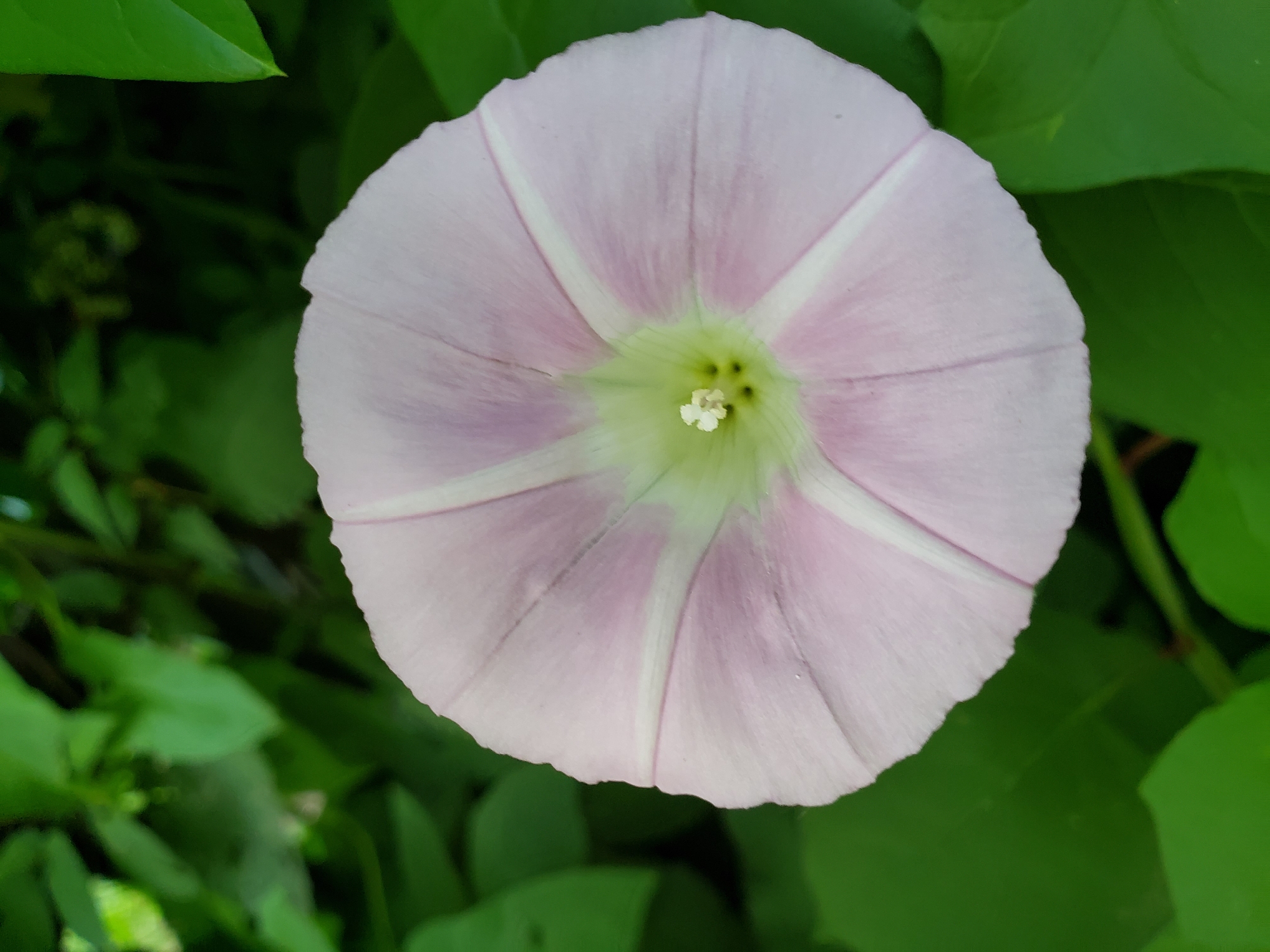 The image is a close-up, top-down view of a single, pale pink bindweed flower. The flower is funnel-shaped with five prominent, lighter pink or white stripes radiating from the center. The center of the flower is a light green and contains the pistil and stamens. The flower is surrounded by blurred green foliage, suggesting an outdoor setting. The lighting appears natural, possibly from daylight, and there are no discernible weather cues. The scene is natural and tranquil. There is no visible text. The location context suggests this image was taken in Nizhny Novgorod, Russia.