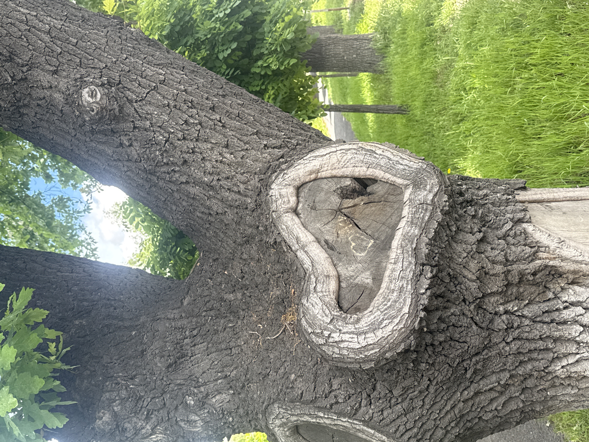 The image features a close-up of a tree trunk with a prominent burl or growth. The tree bark is dark and textured. The burl has a light-colored rim and a hollow center. In the background, there is green grass and other trees. Yerevan, Armenia is not discernible from the image.