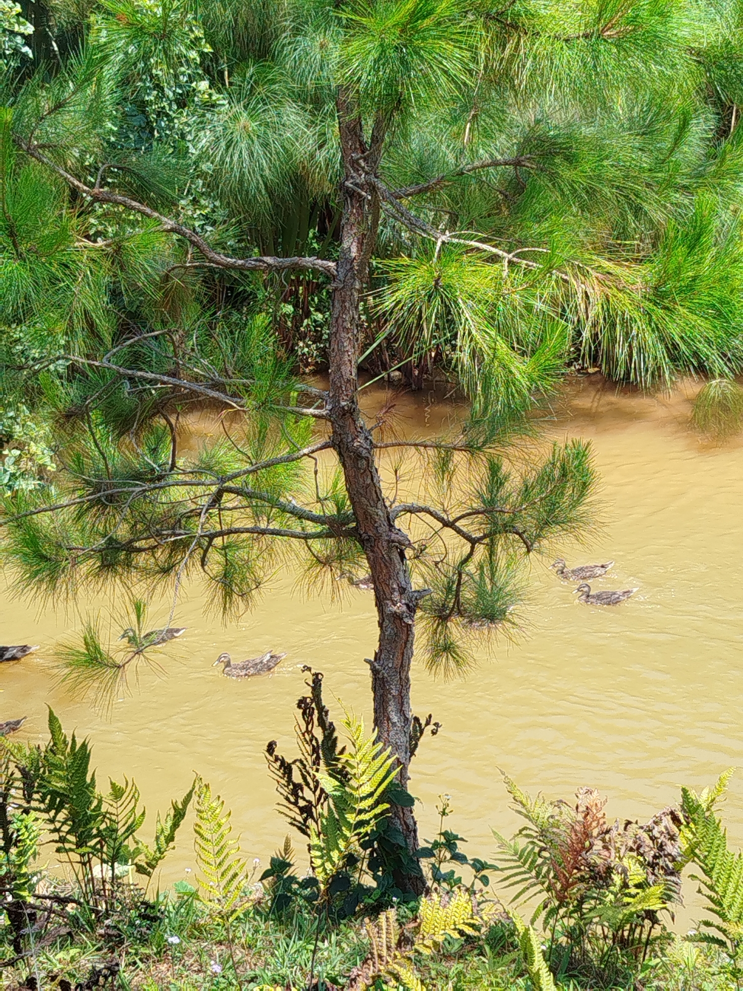 The image depicts a waterway in Đa Nghịt 1, Vietnam. The water has a muddy, opaque, light brown appearance. Several ducks are floating on the water. A pine tree is growing on the bank with its branches extending over the water. There are various ferns and other green vegetation on the bank as well. The background shows more dense foliage.