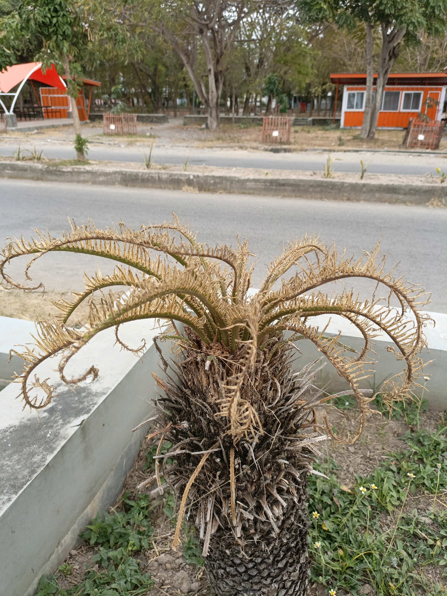 The image shows a close-up of a dry, brown cycad plant in the foreground. The plant has a rough, scaly trunk and its fronds are withered and curled. In the background, a paved road is visible, with a concrete curb separating it from a dirt and grass area. Beyond the road, there are several trees with sparse foliage, suggesting a dry or possibly arid environment. Further in the background, two small orange structures with white window frames are present, one with a red awning. In between these structures, there are some metal enclosures and scattered vegetation. The scene appears to be an outdoor public space, possibly a park or roadside area in Ela-ela, Indonesia, characterized by dry vegetation and man-made structures. No people are visible in the image.