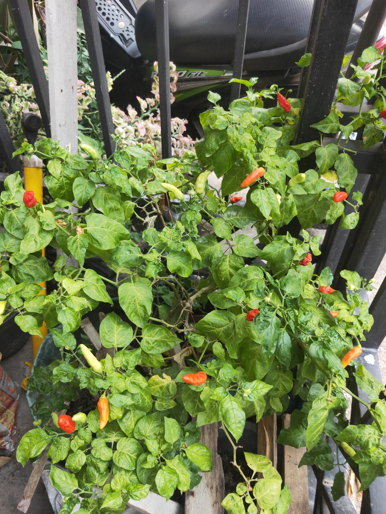 A potted chili pepper plant with various ripened peppers, ranging from green to yellow, orange, and red, is positioned behind a black metal fence. The plant has lush green leaves, and some of the peppers are small and pointed. The background shows parts of a motorcycle and a light-colored wall. This scene is located in Sintang, Indonesia, where such plants are commonly grown in residential areas.
