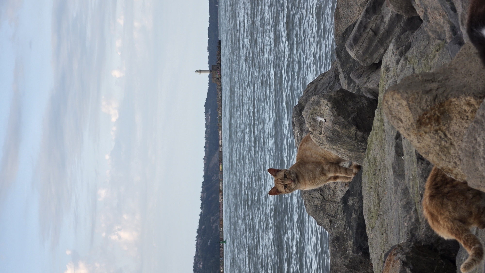 The image shows a scene from Varna, Bulgaria, with an orange cat on rocks by the sea. A lighthouse is visible in the distance across the water. The sky is overcast. More cats are partially visible among the rocks.