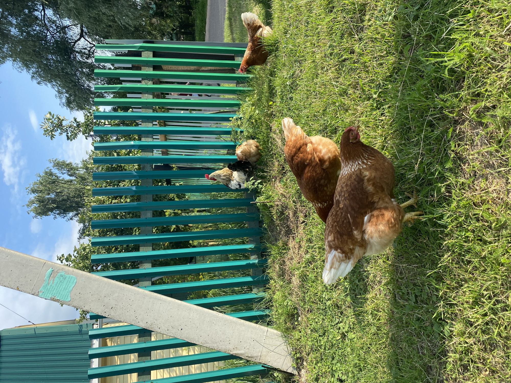 The image depicts a group of chickens in a grassy outdoor area in Zelenodol'sk, Russia. A vibrant green fence runs horizontally across the mid-section of the frame, with some of the chickens positioned behind and in front of it. The chickens are mostly brown and white, with some appearing to be foraging in the grass.
In the foreground, a concrete structure, possibly a fence post or a part of a building, is visible, with a patch of light blue paint on its surface. The background shows lush green grass, trees, and a clear blue sky with scattered white clouds, suggesting a sunny day. The orientation of the image is a landscape, with the fence running from left to right.
There are no people visible in the image. The overall scene conveys a peaceful rural or backyard setting, with the chickens enjoying the outdoor environment. The time of day appears to be daytime, judging by the sunlight and the bright sky. No text is visible in the image.