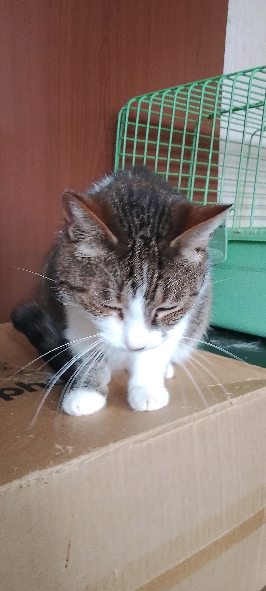 A tabby and white cat with its eyes closed is sitting on a cardboard box. The cat is facing downwards. Behind the cat, there is a brown wooden wall and a green cage. The image appears to be taken indoors.