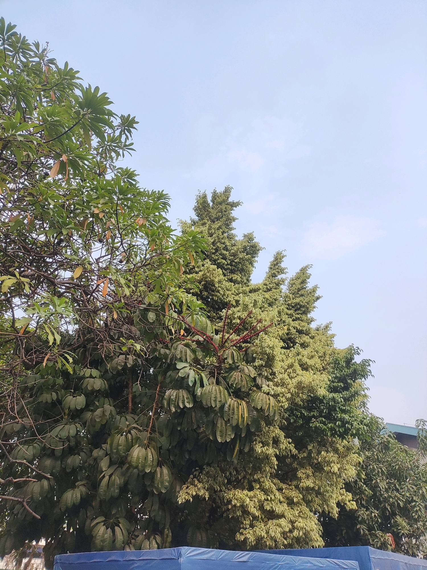The image depicts a low-angle view of several trees with lush green foliage against a pale blue sky with scattered wisps of clouds. The trees are diverse in appearance, with some having large, glossy leaves arranged in clusters, while others have smaller, more finely textured leaves. Red berries or seed pods are visible on the branches of one of the trees. In the foreground, a portion of a blue tarp or sheet is visible, suggesting an outdoor setting. The overall environment appears to be a natural or semi-natural area within a city, possibly a park, garden, or roadside with significant tree cover. The scene is static, with no visible human activity or movement. The lighting suggests it is daytime, with the sun likely positioned out of frame, illuminating the scene from above and to the side. The clarity of the image and the detail of the leaves suggest the photograph was taken with a modern camera or smartphone. No specific landmarks are identifiable, but the presence of trees and urban elements like the blue tarp are common in many cities. The image does not provide information that specifically places it in East Jakarta, Indonesia, beyond general urban tree imagery.