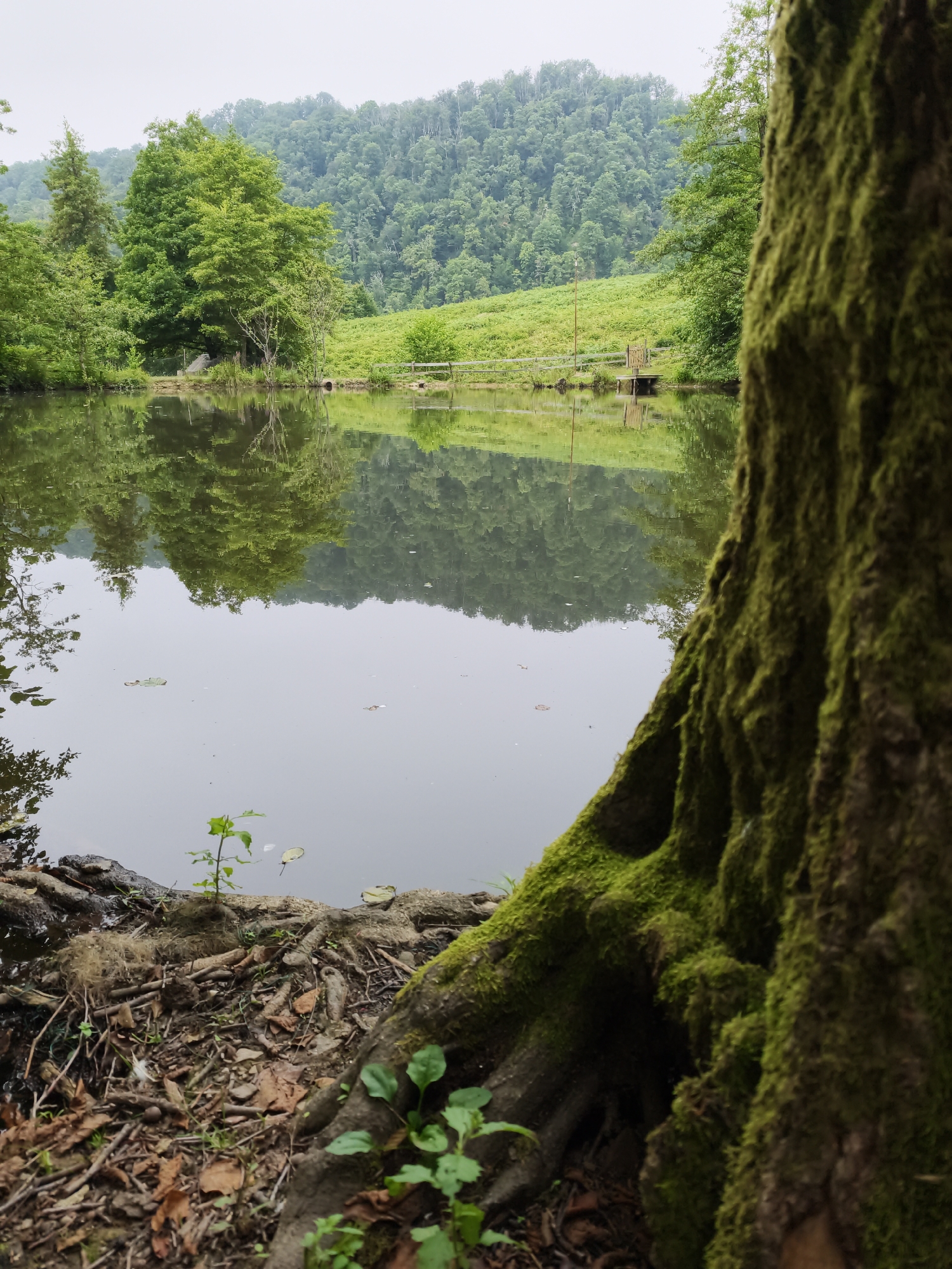 In Kalinovoye ozero, Russia, this vertical, full-frame photograph captures a serene waterscape with a focus on the foreground. A large tree trunk, heavily encrusted with green moss, dominates the right side of the frame, its gnarled roots visible at the base. The foreground also features exposed tree roots and a scattering of fallen leaves and twigs on damp earth.
Beyond the tree, a calm body of water stretches across the image, its surface reflecting the lush green trees and a forested hillside that rises in the background. The trees on the hillside are dense, with various shades of green indicating different species and textures. A grassy slope leads down to the water's edge, where a wooden fence and a small pier are visible. The sky above is overcast, lending a soft, diffused light to the scene.
