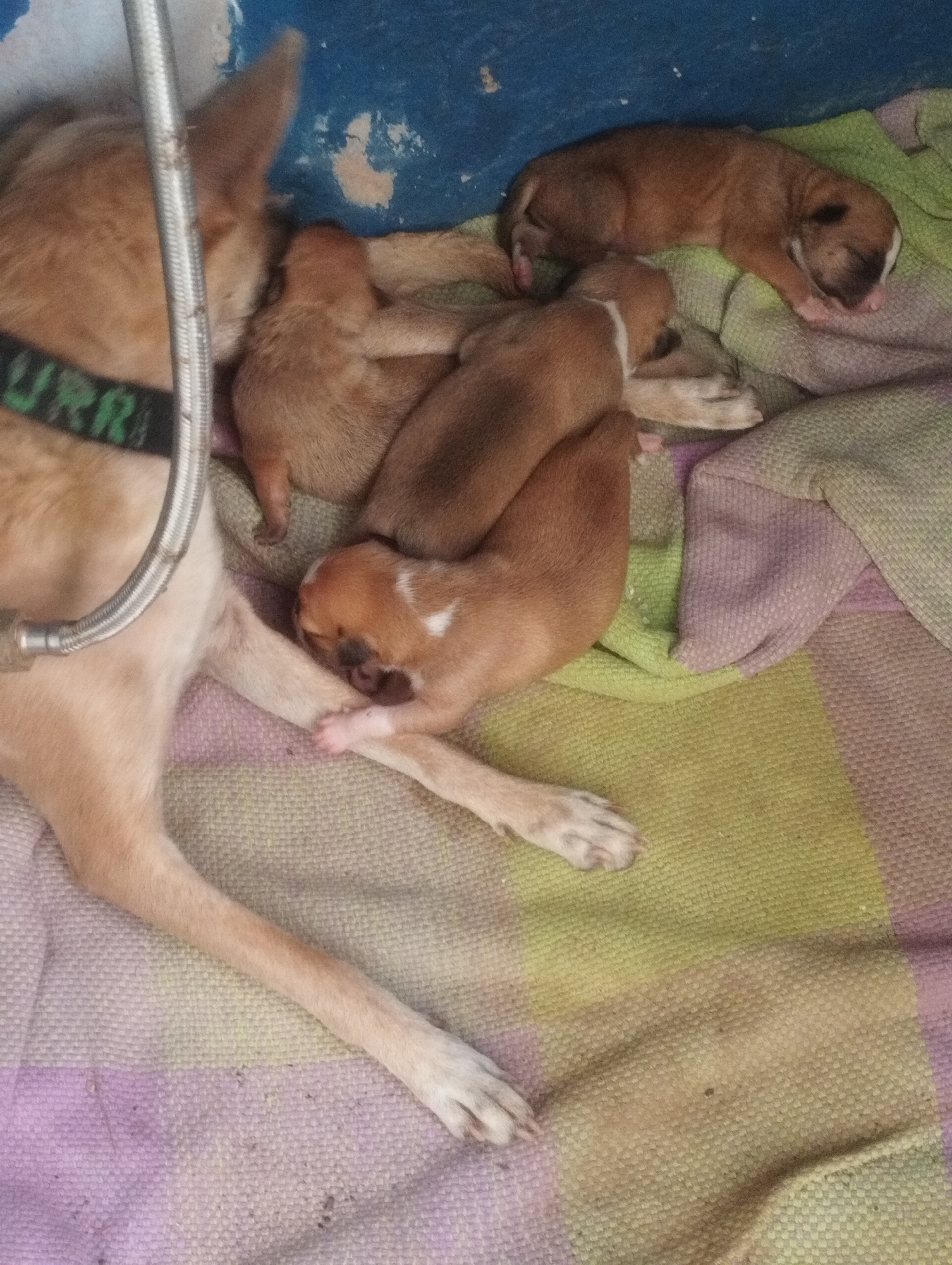 The image shows a light brown dog with a black collar labeled "URRA" lying on a multicolored blanket with several newborn puppies. The puppies appear to be nursing or sleeping near the mother dog. The background includes a blue wall with peeling paint. The location is claimed to be Porlamar, Venezuela.