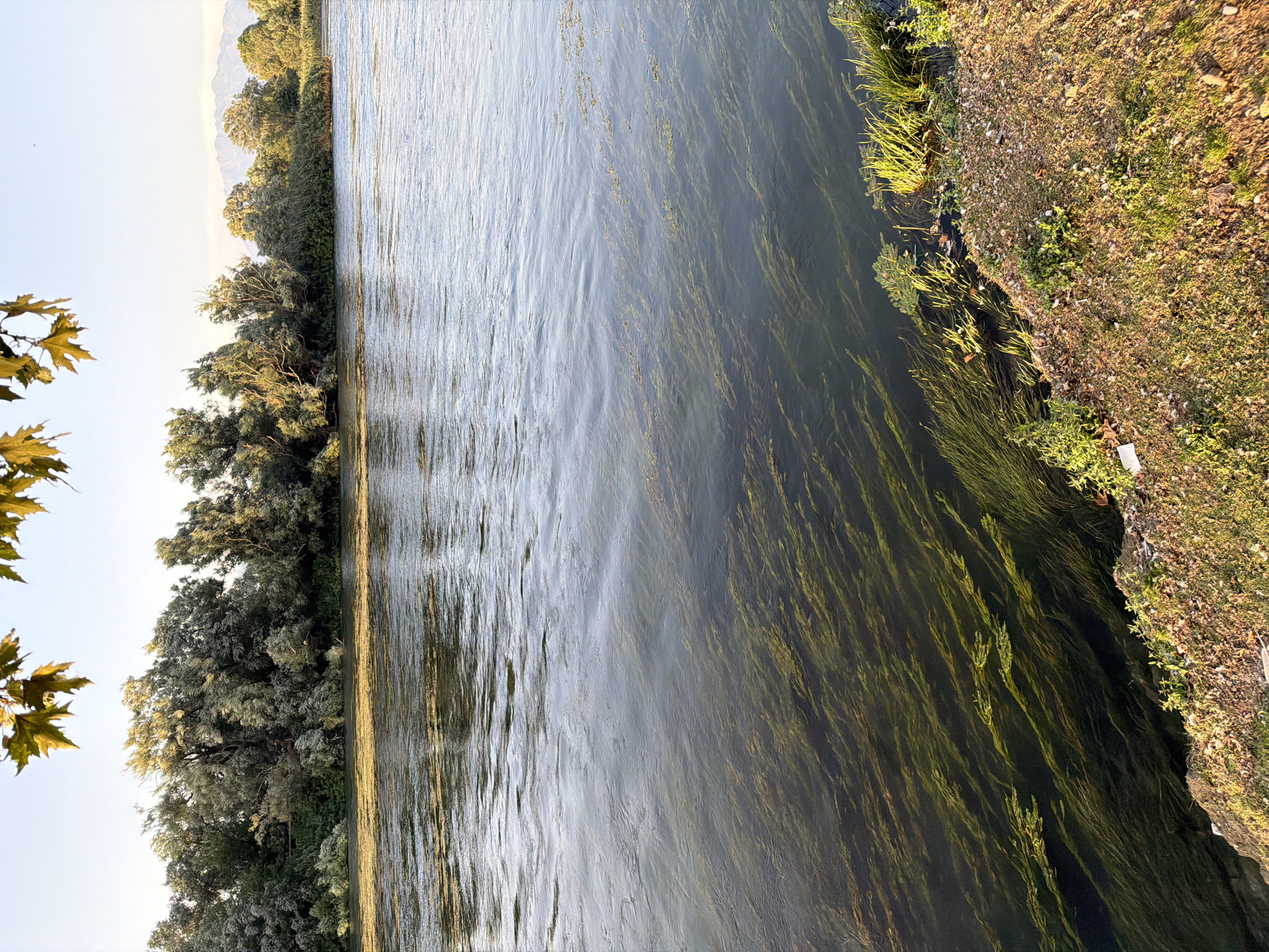 The image depicts a natural scene with a body of water, likely a river or lake, bordered by trees and vegetation. The water is clear and shows aquatic plants growing beneath the surface. The far bank is lined with a dense growth of trees, their leaves illuminated by what appears to be late afternoon or early morning sunlight. The sky above is clear and a light blue. The foreground shows a sloping bank covered in grass and small stones, with some sparse vegetation. The overall impression is one of a tranquil, natural environment.
Regarding the specific location in the city of Shkoder, Albania: This scene is consistent with the natural landscapes found along the Buna River, which flows through or near Shkoder, Albania, and also connects to Lake Skadar. The Buna River is known for its natural beauty, with lush vegetation along its banks and clear waters that support aquatic life. The presence of trees, the riverine environment, and the distant mountains (if present, though not clearly defined in this crop) are all characteristic of the areas surrounding Shkoder, particularly along its waterways.