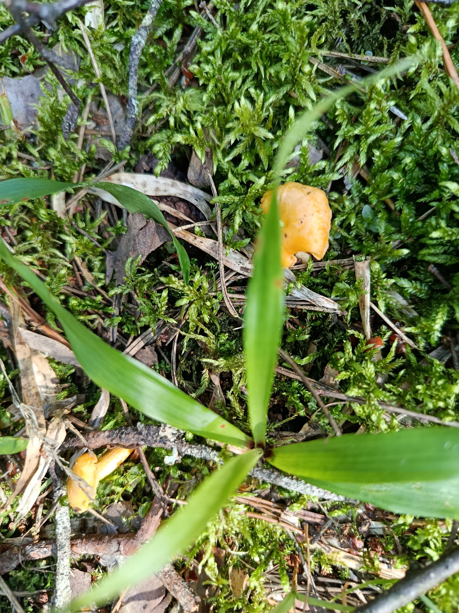 In a dense forest floor environment, characterized by abundant green moss and scattered brown pine needles and twigs, two small, bright orange mushrooms are visible. One mushroom is located centrally in the upper portion of the image, while the second is in the lower left quadrant. A cluster of broad green leaves, with one prominent leaf in the foreground, partially obscures the mushrooms and the surrounding moss. The image does not contain any people or evidence of human activity. The overall scene suggests a natural forest setting in the vicinity of Borduki, Russia.