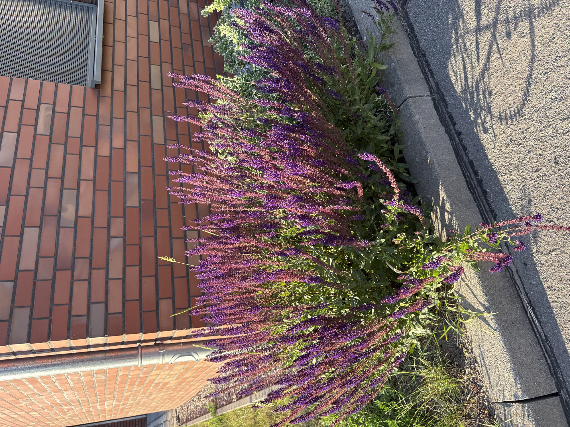 A bright, sunlit photograph captures a close-up view of a dense bush of purple salvia flowers growing next to a brick building and a concrete curb. The salvia, with its tall spikes of small purple blooms, dominates the foreground. Behind the flowers, a section of a red brick wall is visible, with a downspout on the left side. The building has a gray, perforated vent or window on the right. A concrete curb separates the planting bed from a textured asphalt surface, which is partially shaded by tree branches. The scene appears to be an outdoor urban or suburban environment.