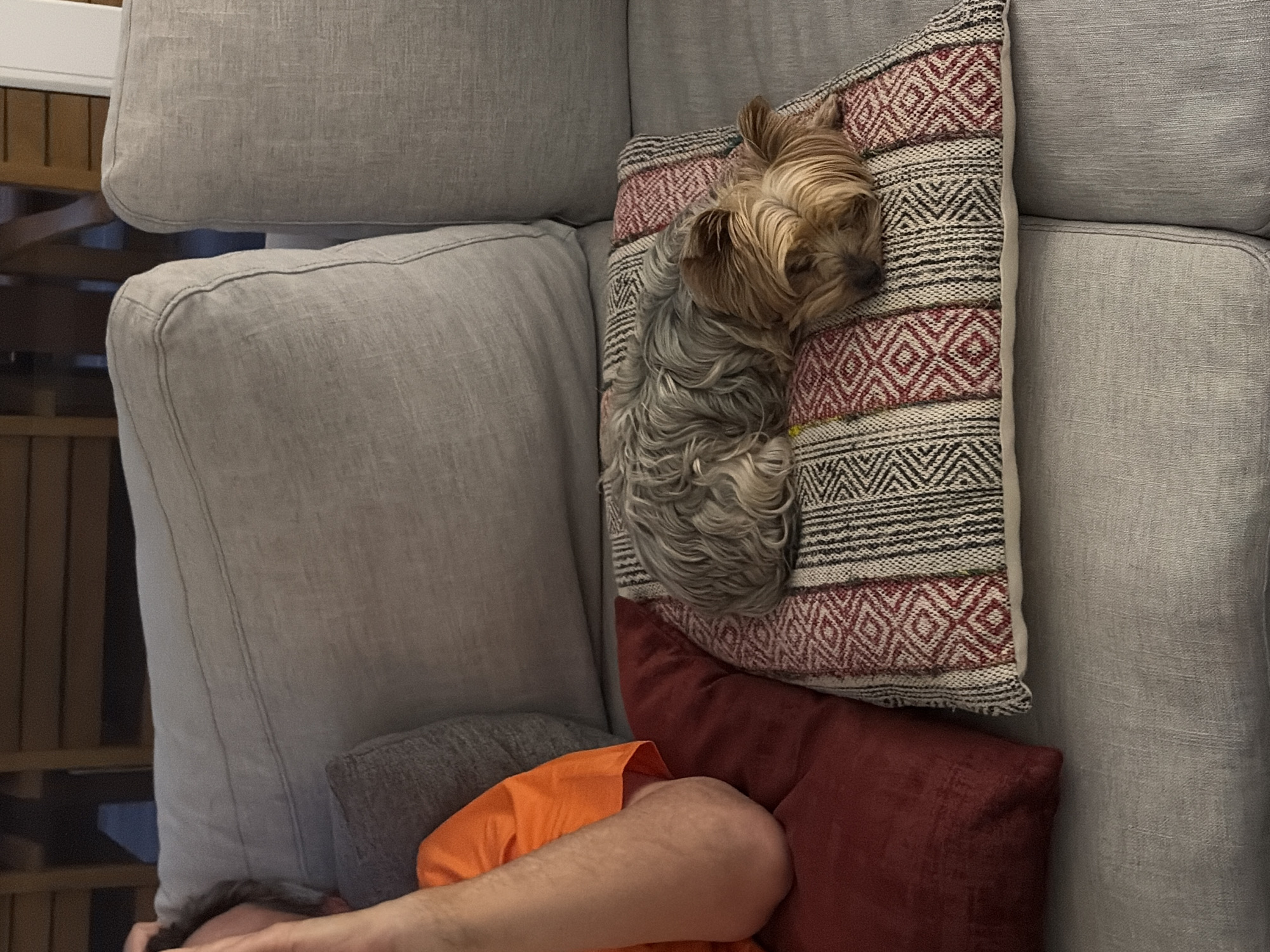 A small, tan and gray Yorkshire Terrier is curled up asleep on a patterned throw pillow atop a larger, burgundy pillow. The pillows are positioned on a gray, sectional-style sofa. A person with an orange shirt and exposed arm is also resting on the sofa. The location is unknown, but is unlikely to be the city of San Bernardino Tlaxcalancingo, Mexico.