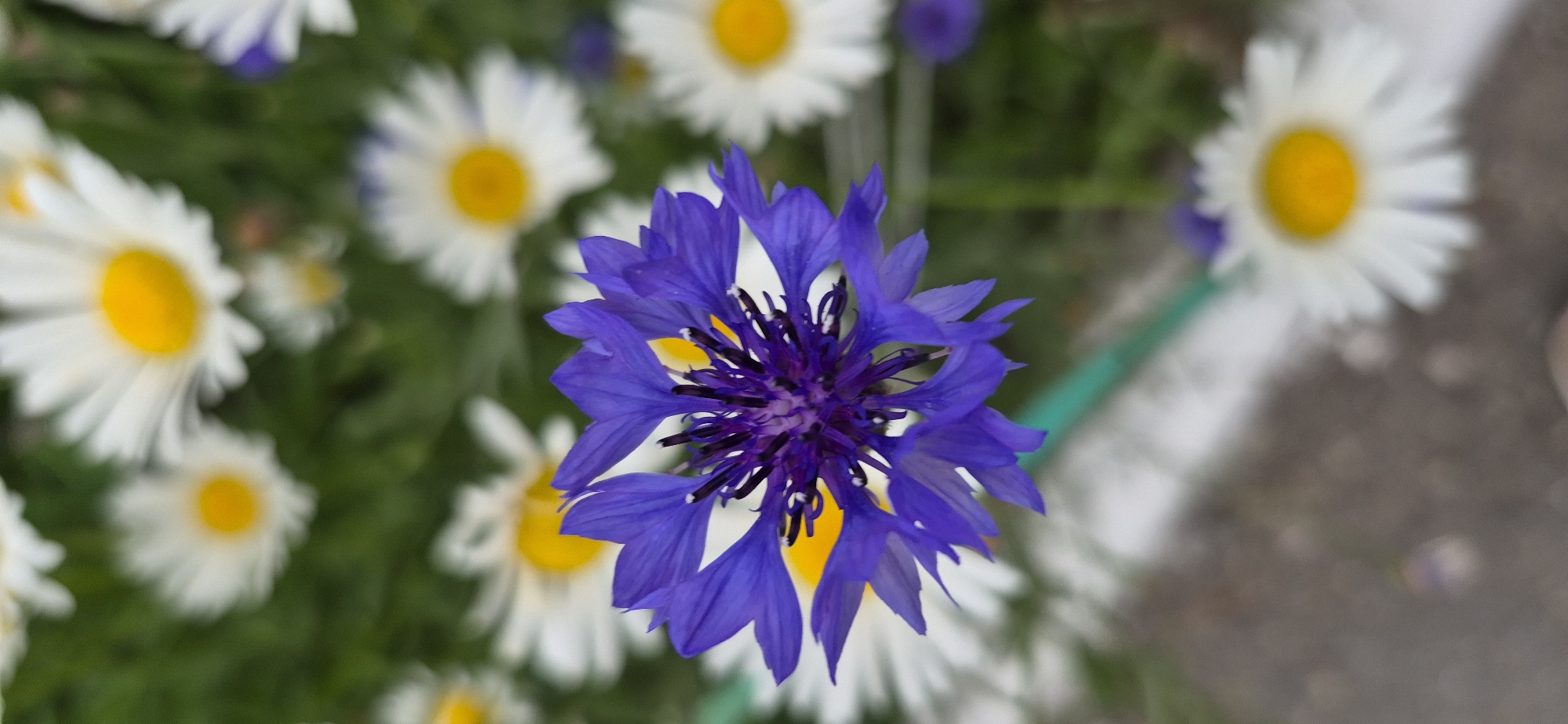 The image displays a close-up, vertical view of a vibrant blue cornflower in focus, positioned centrally and occupying the majority of the foreground. Its delicate petals, tinged with purple at the center, fan out from a complex, darker purple stamen. In the blurred background, several white daisies with yellow centers are visible, interspersed with green foliage, suggesting a garden or meadow setting. The overall impression is one of natural beauty and floral diversity. The specific location of Ussurijsk, Russia, is not discernible from the visual information provided in the image.