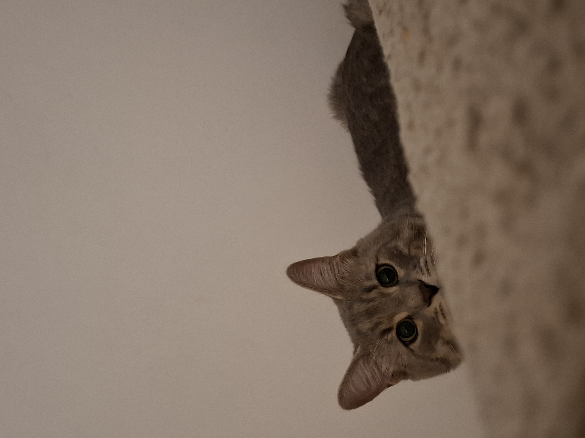 A grey tabby cat is peeking over the edge of a textured surface, its body extending behind it. The cat's head is tilted, and its large green eyes are focused forward. The background is a plain, light-colored wall. The scene appears to be indoors, in a domestic setting, likely a home in Zemun Urban Municipality, Serbia.