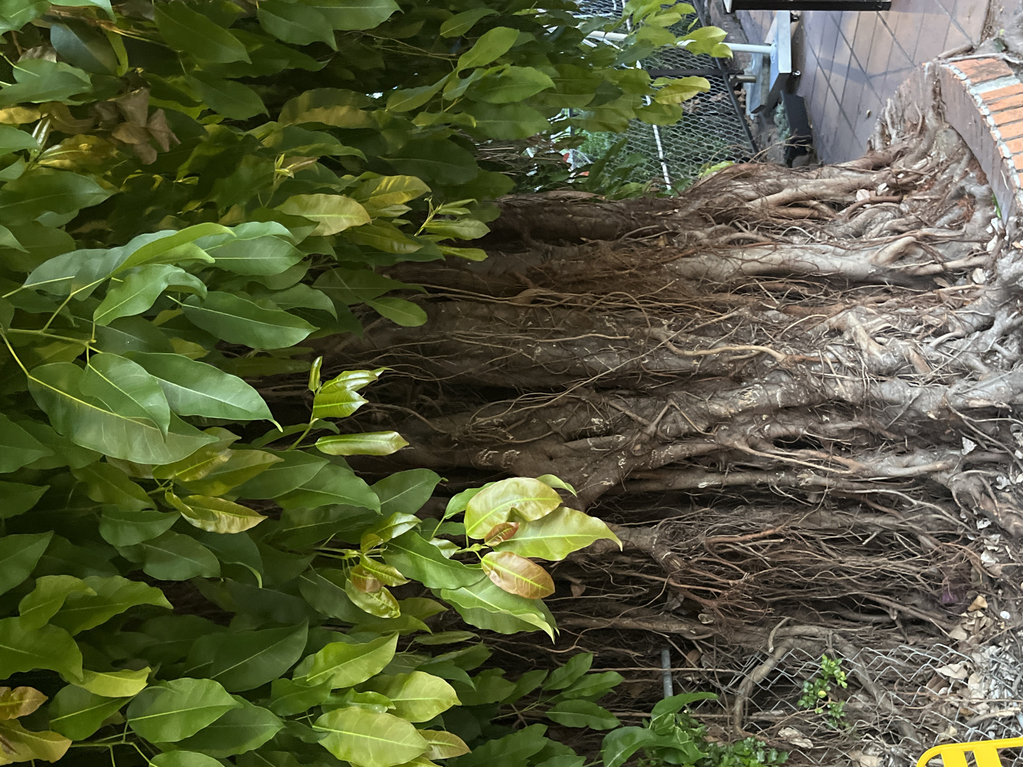 The image shows a tree with exposed roots in what appears to be an urban environment. The tree's trunk and roots are thick and gnarled, covering a significant portion of the frame. Green foliage is visible on the left side of the tree. A chain-link fence runs along the bottom and right side of the image. In the background, there is a brick border, tiled pathway, and building. The location is assumed to be Bac Nha Trang Ward, Vietnam, based on provided context.
