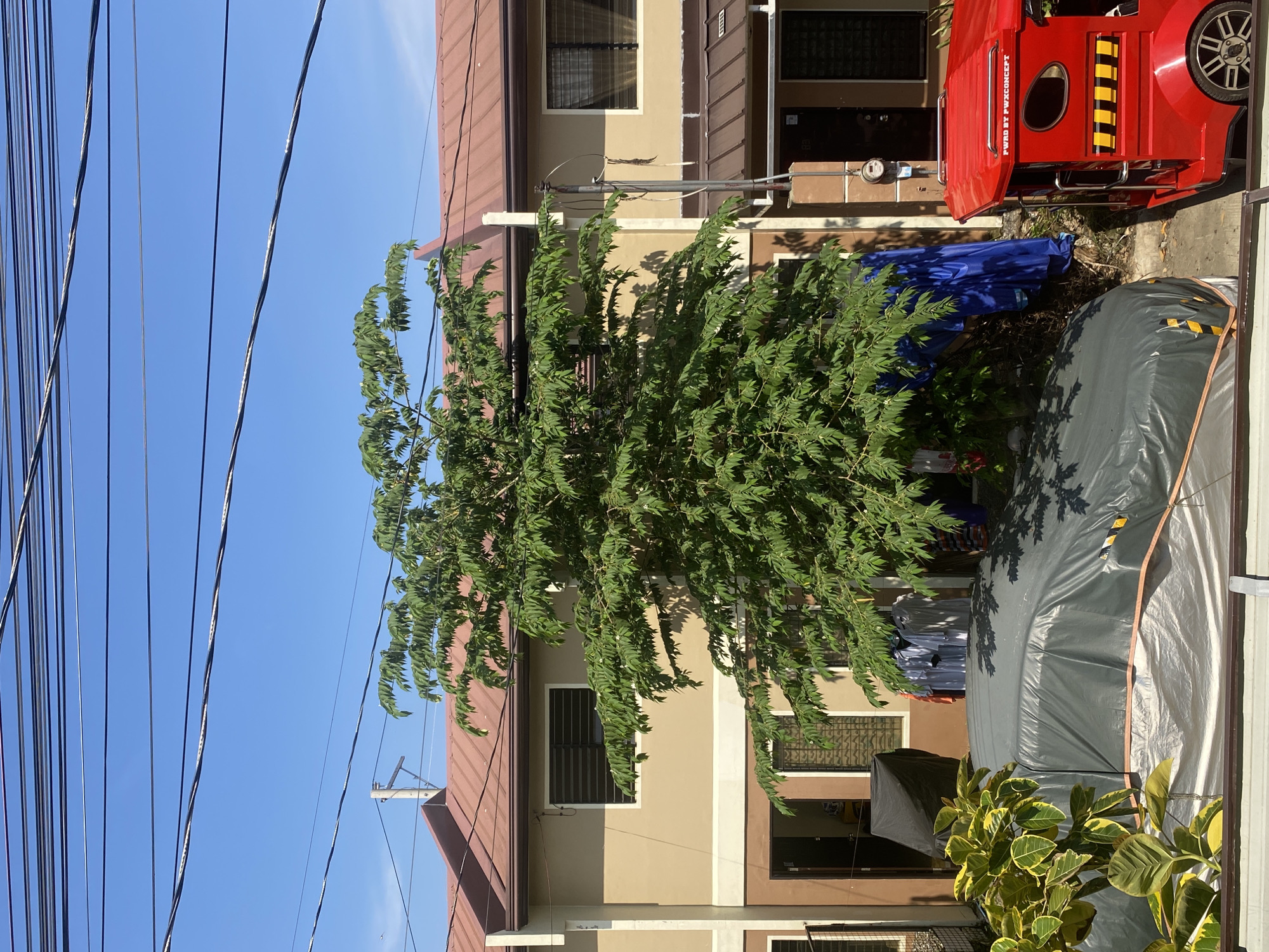 This image depicts a static daytime scene on a residential street in Davao City, Philippines. The foreground features a variegated green and yellow leafy plant on the left, partially obscuring a gray tarp-covered vehicle, likely a sedan, which occupies the lower center. To the right of the covered vehicle is a red motorized tricycle, displaying the text "FWRD BY PWXCONCEPT" on its side.
Dominating the midground is a large, leafy green tree, centrally positioned and casting shadows onto the ground and the covered vehicle. Behind the tree are two adjacent two-story residential units, likely townhouses or duplexes. These structures feature light tan or beige-colored walls with dark brown trim and windows. Each unit has at least one upper-story window fitted with horizontal blinds and a ground-floor entrance. The roofs are gabled and covered with reddish-brown corrugated metal or tiles. A utility pole or riser, primarily a bare metal pipe with some wrapped wires, is visible between the two house units on the right side, extending from the ground to the roofline. Various pieces of laundry, including shirts, are hanging on a line or rack beneath the dense foliage of the central tree, to the left of the utility riser. A blue tarp or fabric is also visible draped in the background under the tree on the left.
The upper portion of the image is dominated by a clear, bright blue sky traversed by numerous black overhead power or utility lines running horizontally and diagonally across the frame. No individuals are visible within the scene. The bright sunlight suggests a clear, sunny day.