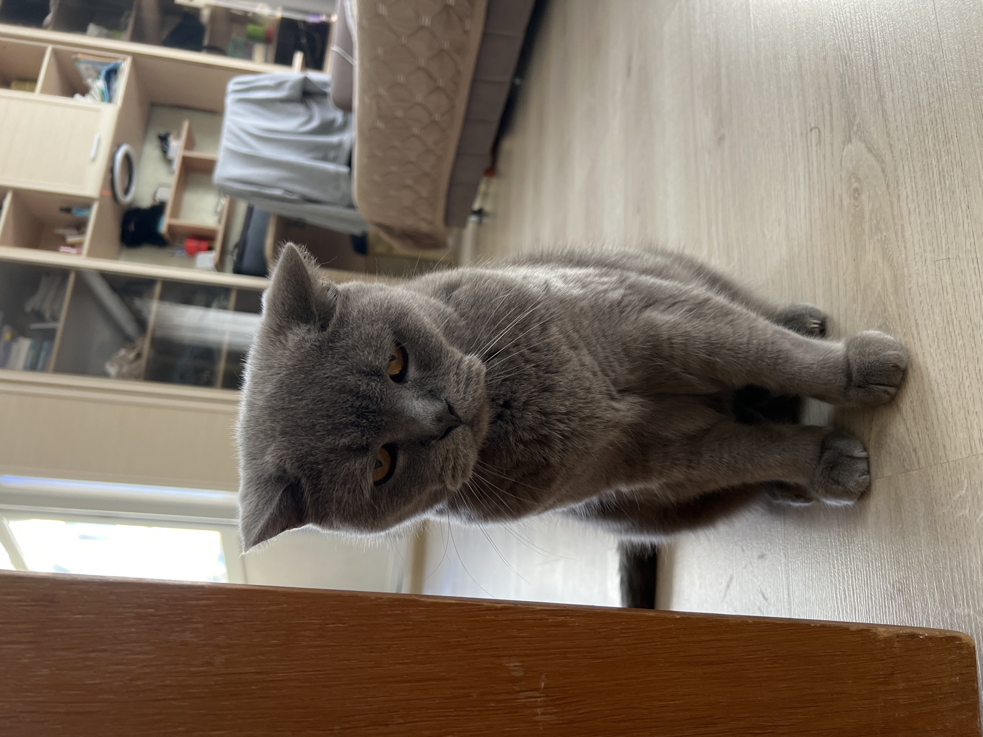 This image depicts the interior of a residence in Sochi, Russia. A grey, short-haired domestic cat, likely a British Shorthair, is prominently seated on a light-colored wooden floor in the lower-middle of the frame. The cat's ears are slightly flattened, and its amber-colored eyes are narrowed, directed downwards, conveying a somber expression. White whiskers extend from its snout. A vertical light-brown wooden door frame or wall panel occupies the left side of the image, partially obscuring the cat's left flank. In the mid-ground, to the right and behind the cat, a beige upholstered bed with a patterned bedspread is visible, resting on a dark brown frame. A light grey piece of fabric is draped over an indistinct object to the left of the bed. The far background features a light-colored wooden shelving unit filled with various unidentifiable objects and books. A bright, overexposed window is visible through an opening on the far left, providing natural illumination to the room. No human subjects are present.